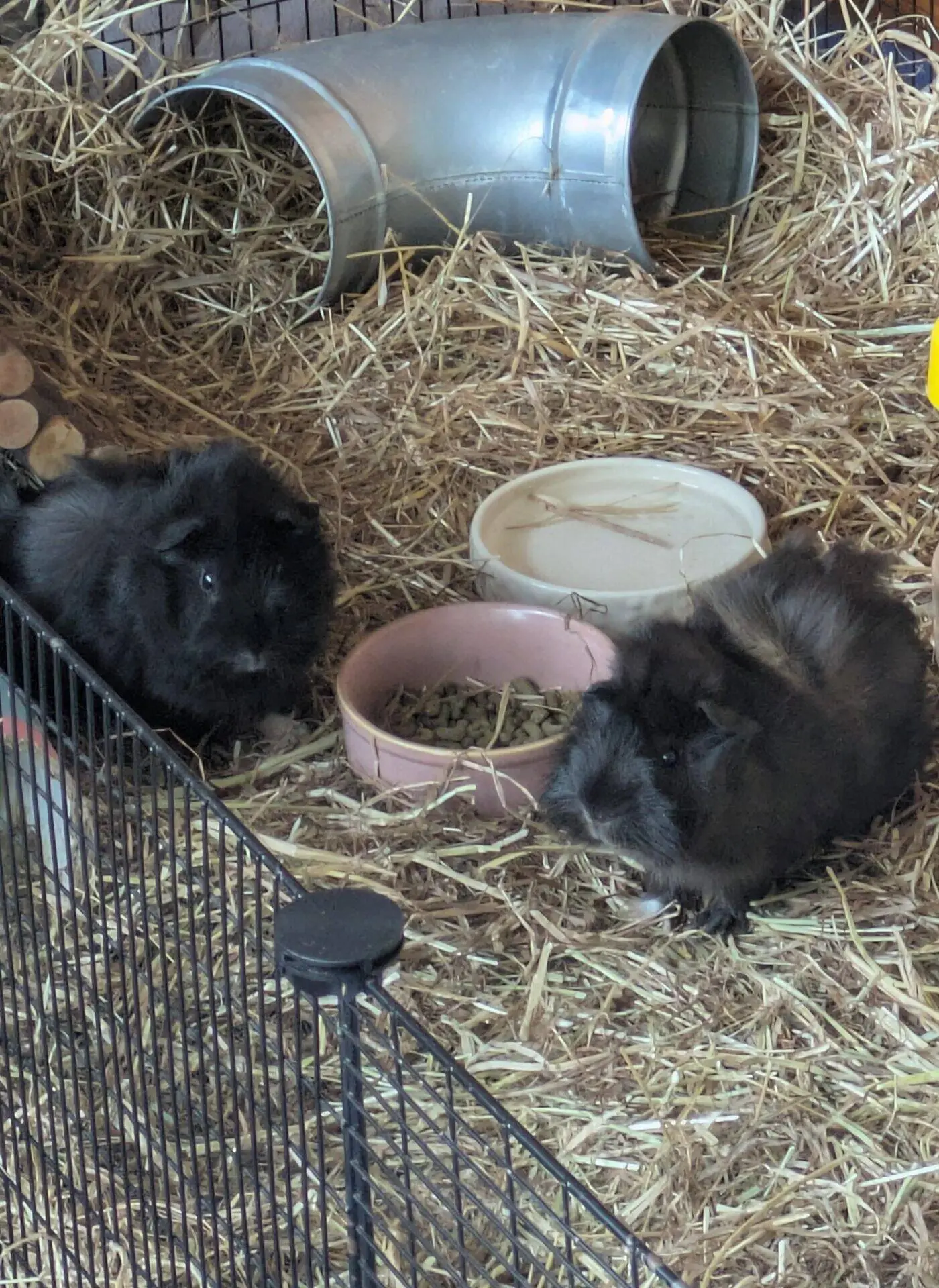 Two fluffy black guinea pigs sit on straw inside a cage. Nearby are a pink food bowl, a white water dish, and a metal tunnel. The enclosure is filled with hay and a black wire fence is in front.