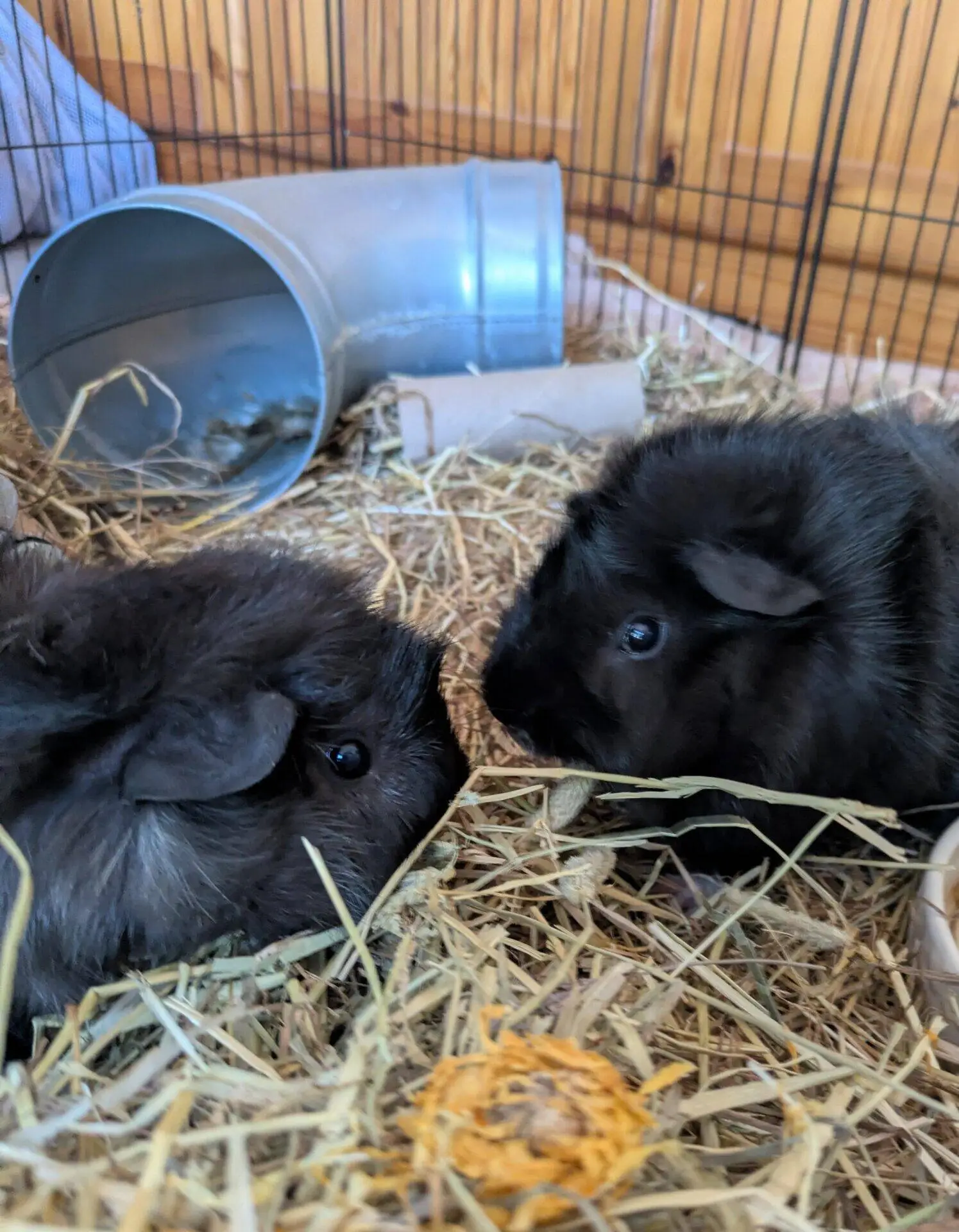 Two fluffy black guinea pigs sit on hay in an indoor enclosure, facing each other. Behind them is a grey plastic tunnel and scattered straw, with wooden walls in the background.
