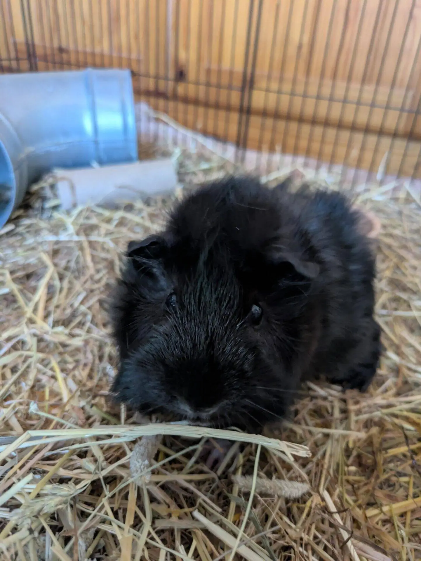 A fluffy black guinea pig sits on straw bedding inside a cage, looking towards the camera. A plastic tunnel and cardboard tube are visible in the background.