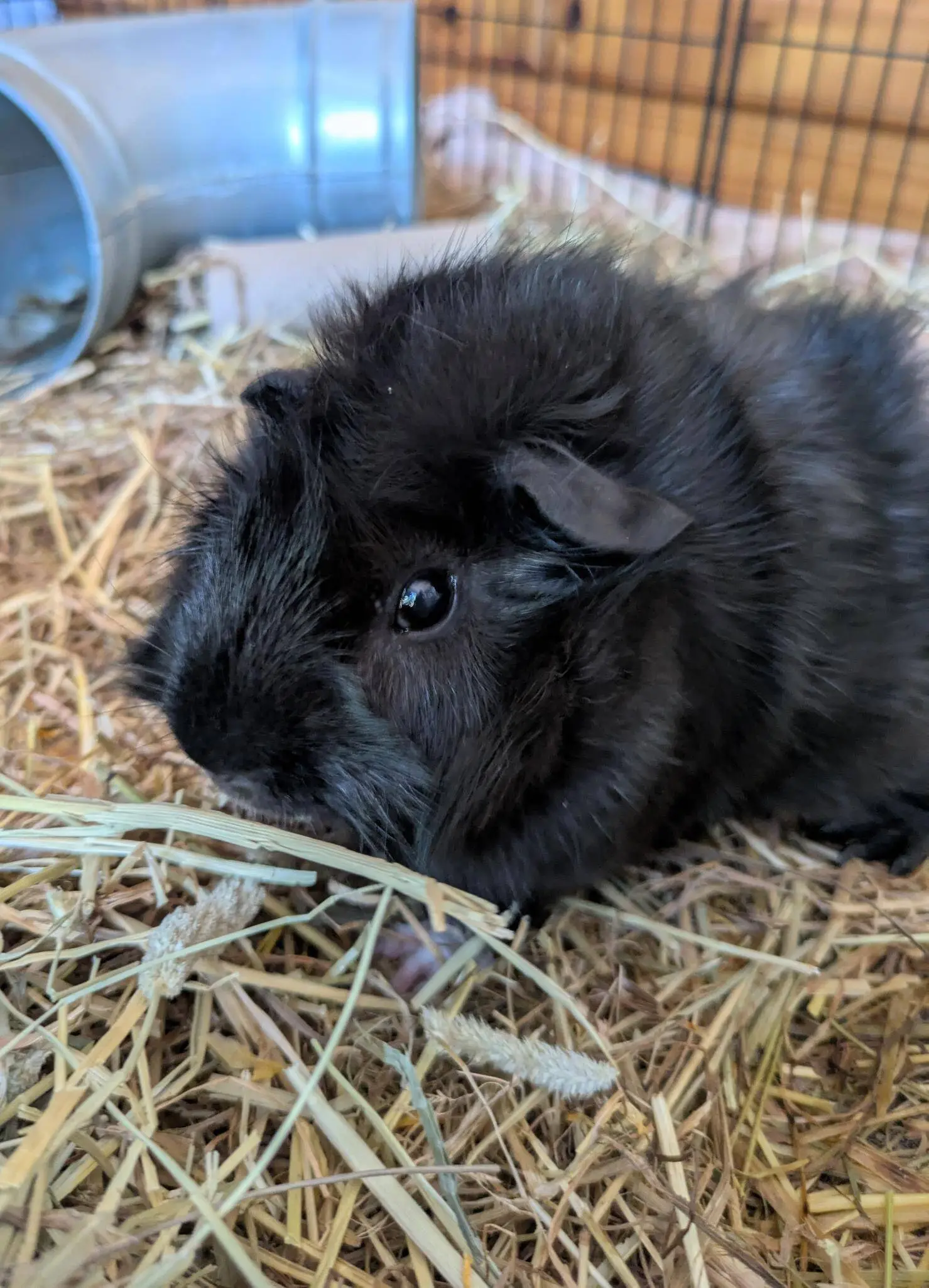 A fluffy black guinea pig sits on a bed of straw inside a cage, with a metal tunnel in the background.