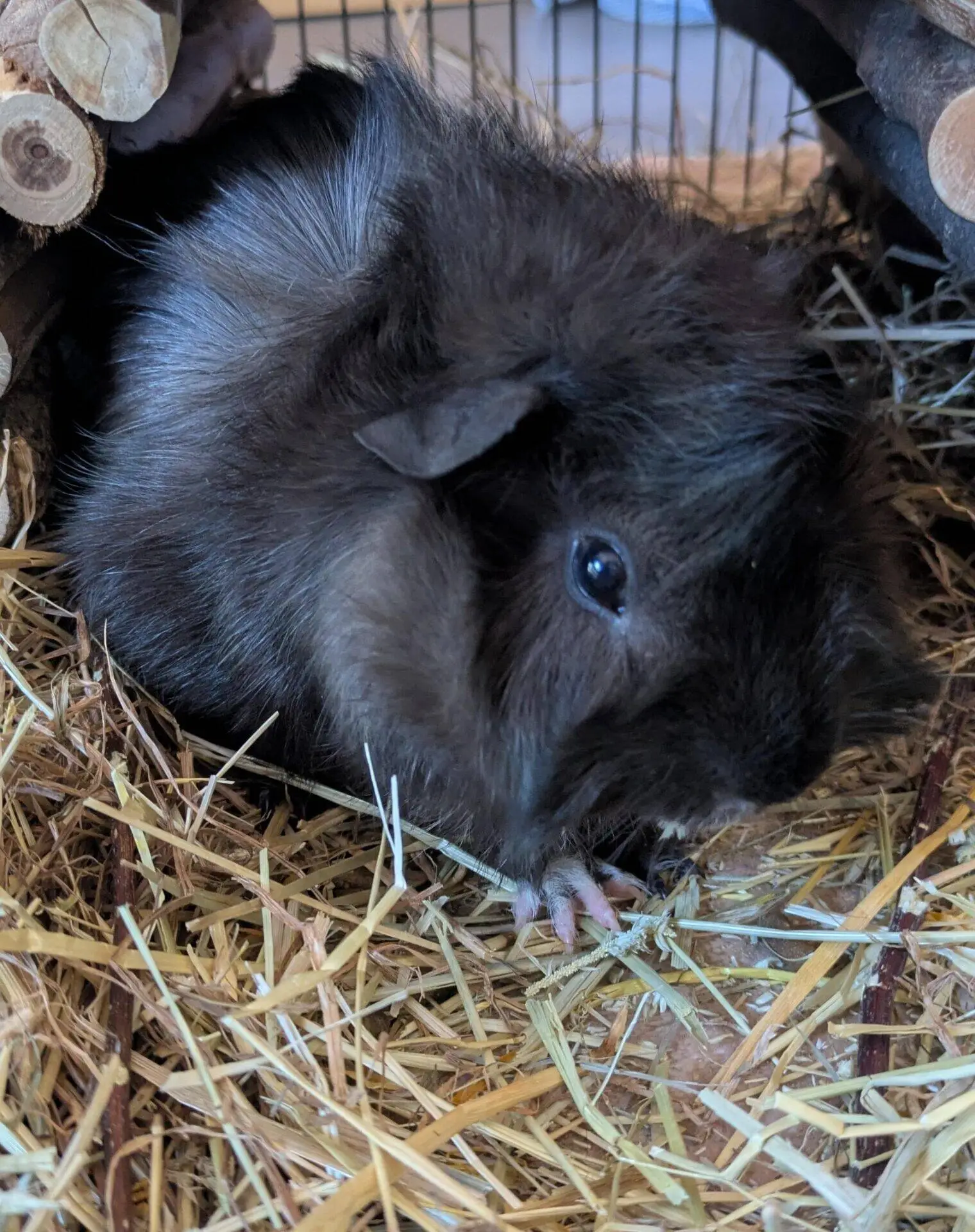 A fluffy black guinea pig sits on straw bedding inside its enclosure, surrounded by wooden logs and looking slightly to the side.