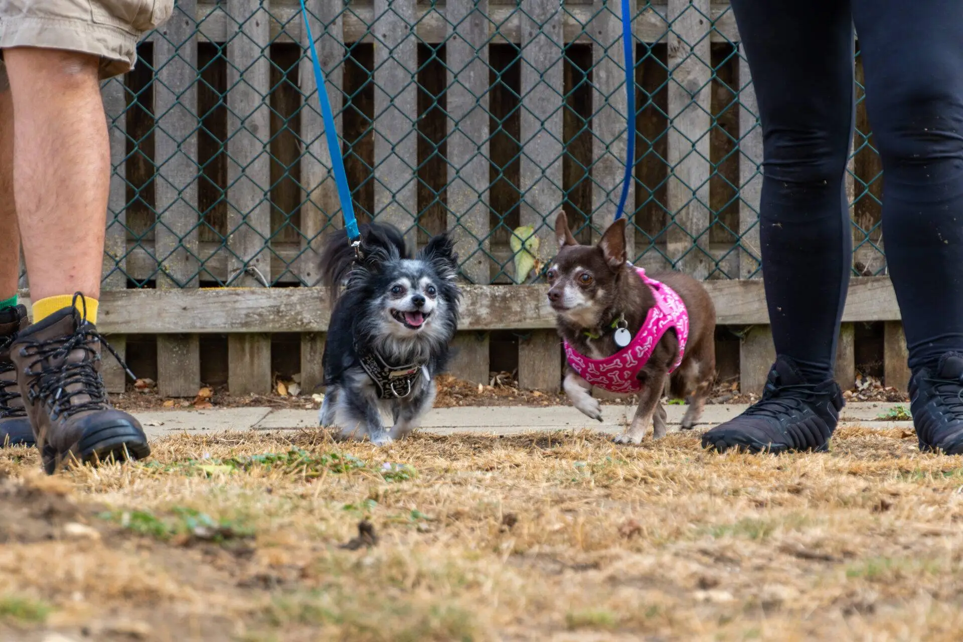 Two small dogs on leads, one black and white, the other brown in a pink bandana, stand on grass between two people. A wooden fence and netting are in the background.