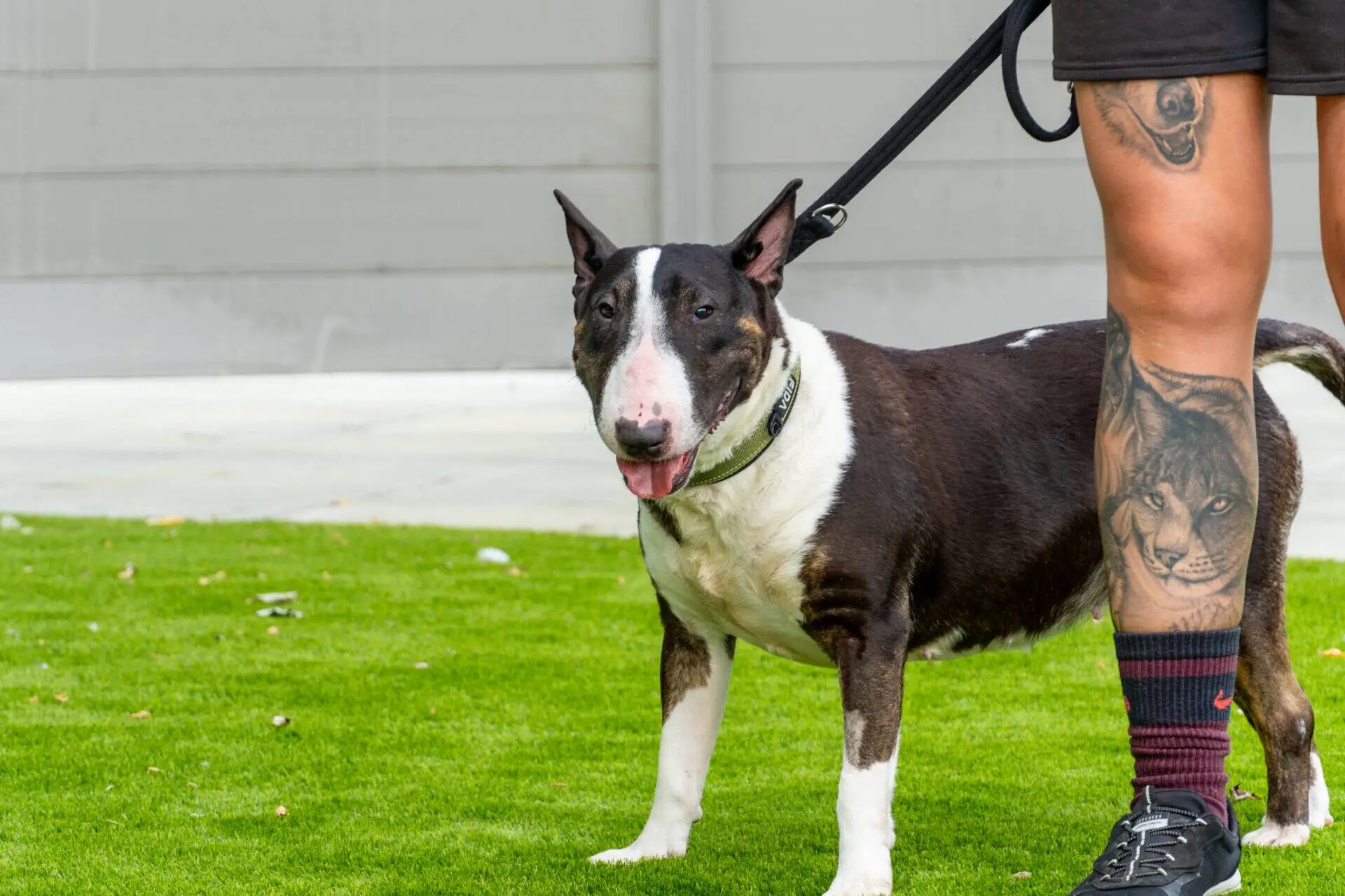 A black and white Bull Terrier on a lead stands on green grass beside a person with a tattoo on their leg.