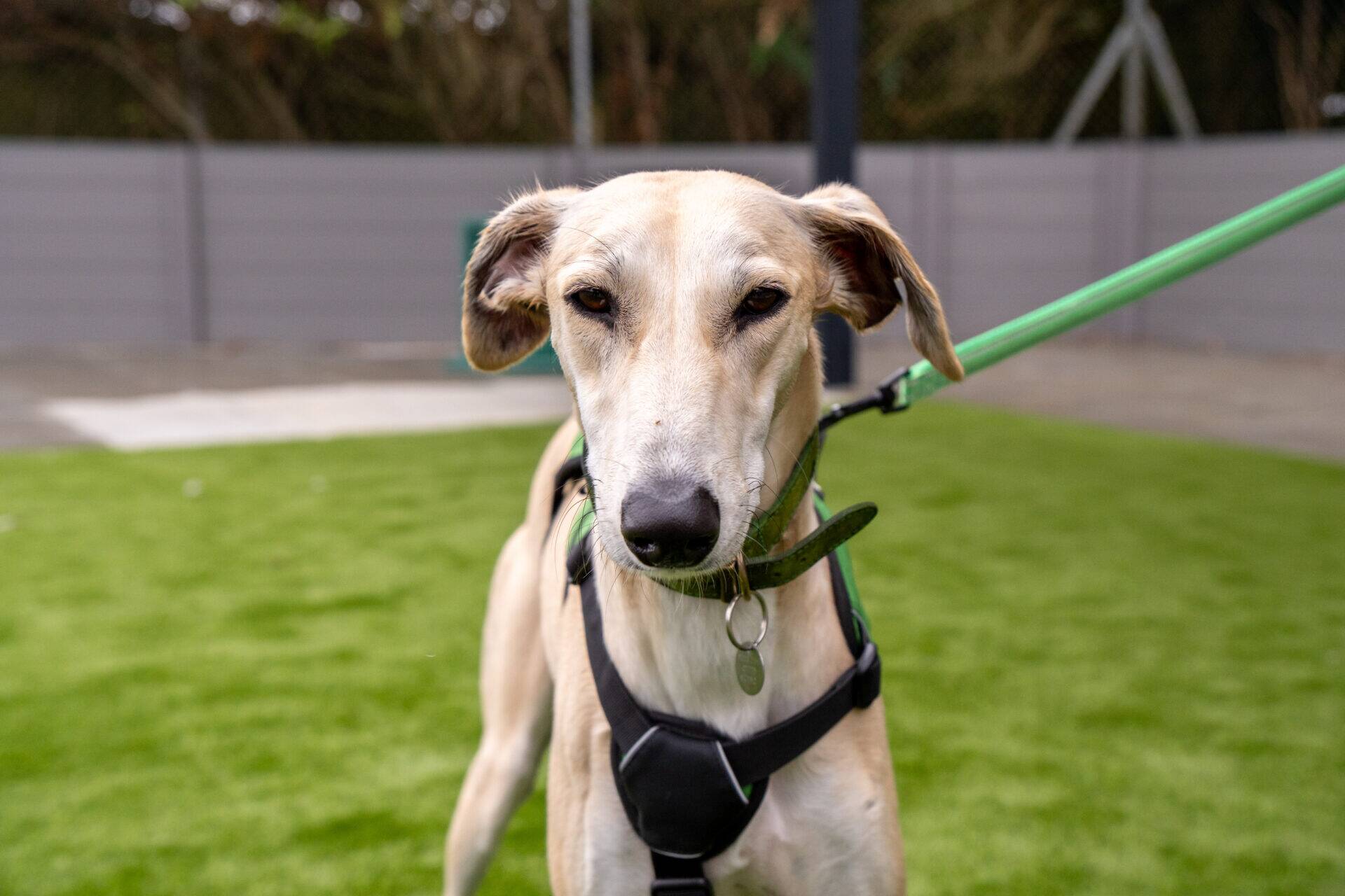 A tan lurcher wearing a black harness and green collar stands on green grass, looking at the camera while on a green lead. A fence and trees are visible in the background.