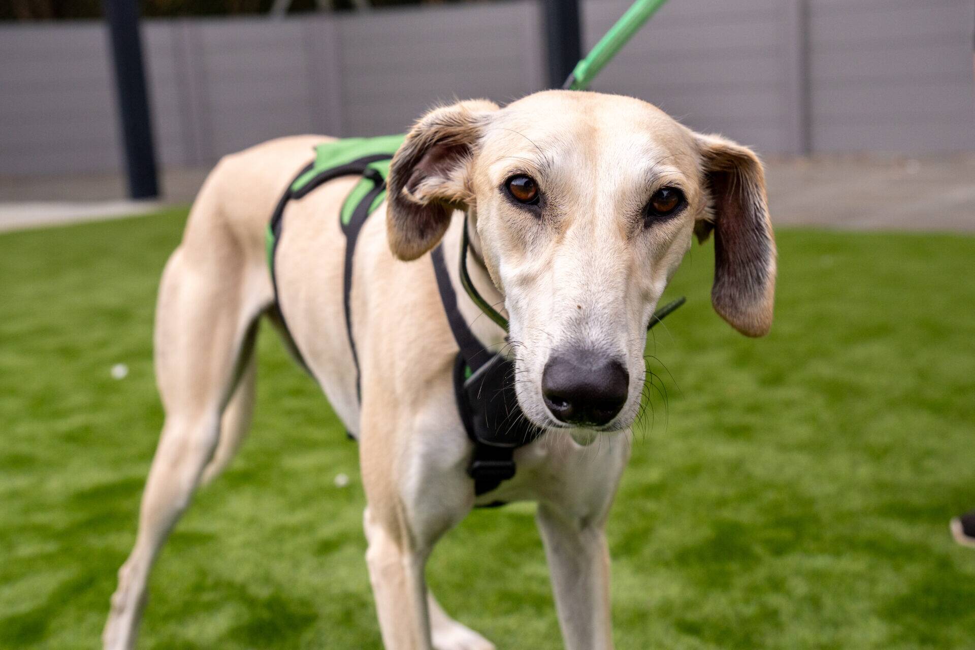A tan lurcher with a black harness stands on green artificial grass, looking directly at the camera. A lead is attached to its harness, and a grey fence is visible in the background.