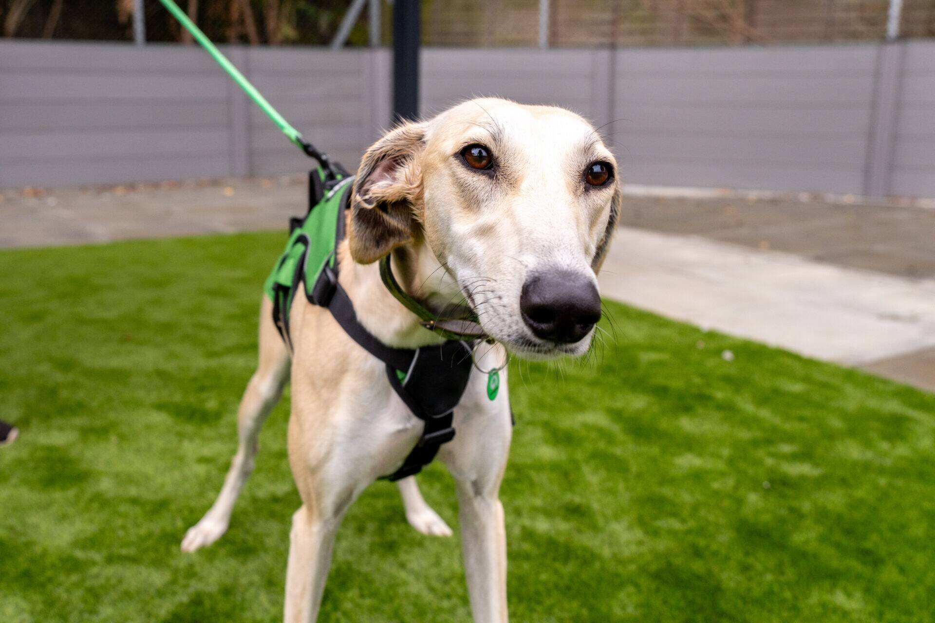 A tan and white lurcher wearing a harness and lead stands on green artificial grass, looking directly at the camera. There is a grey fence and concrete area in the background.