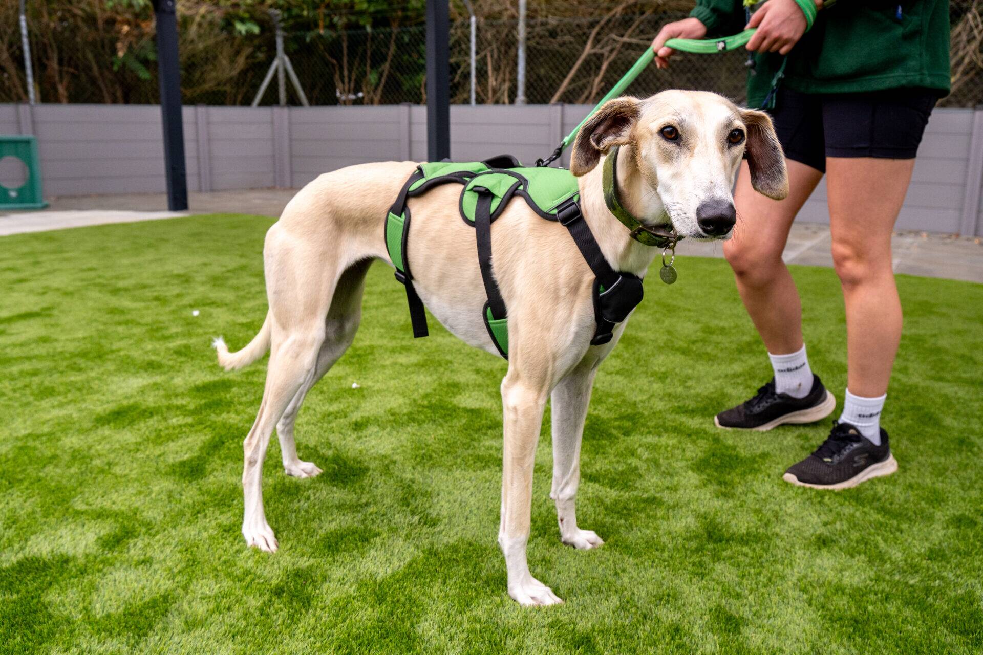 A slender lurcher with a tan coat and green harness stands on artificial grass, while a person in shorts and trainers holds its lead nearby.
