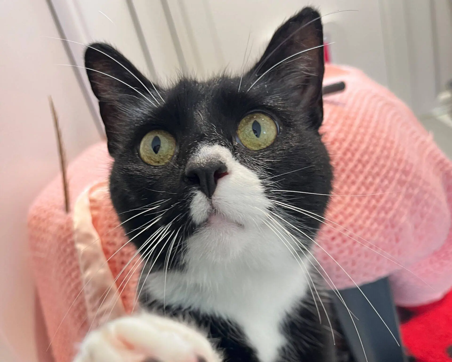 A close-up of a black and white cat with wide green eyes, looking upwards. A pink knitted blanket is in the background, and the cat's white paw is slightly blurred in the foreground.