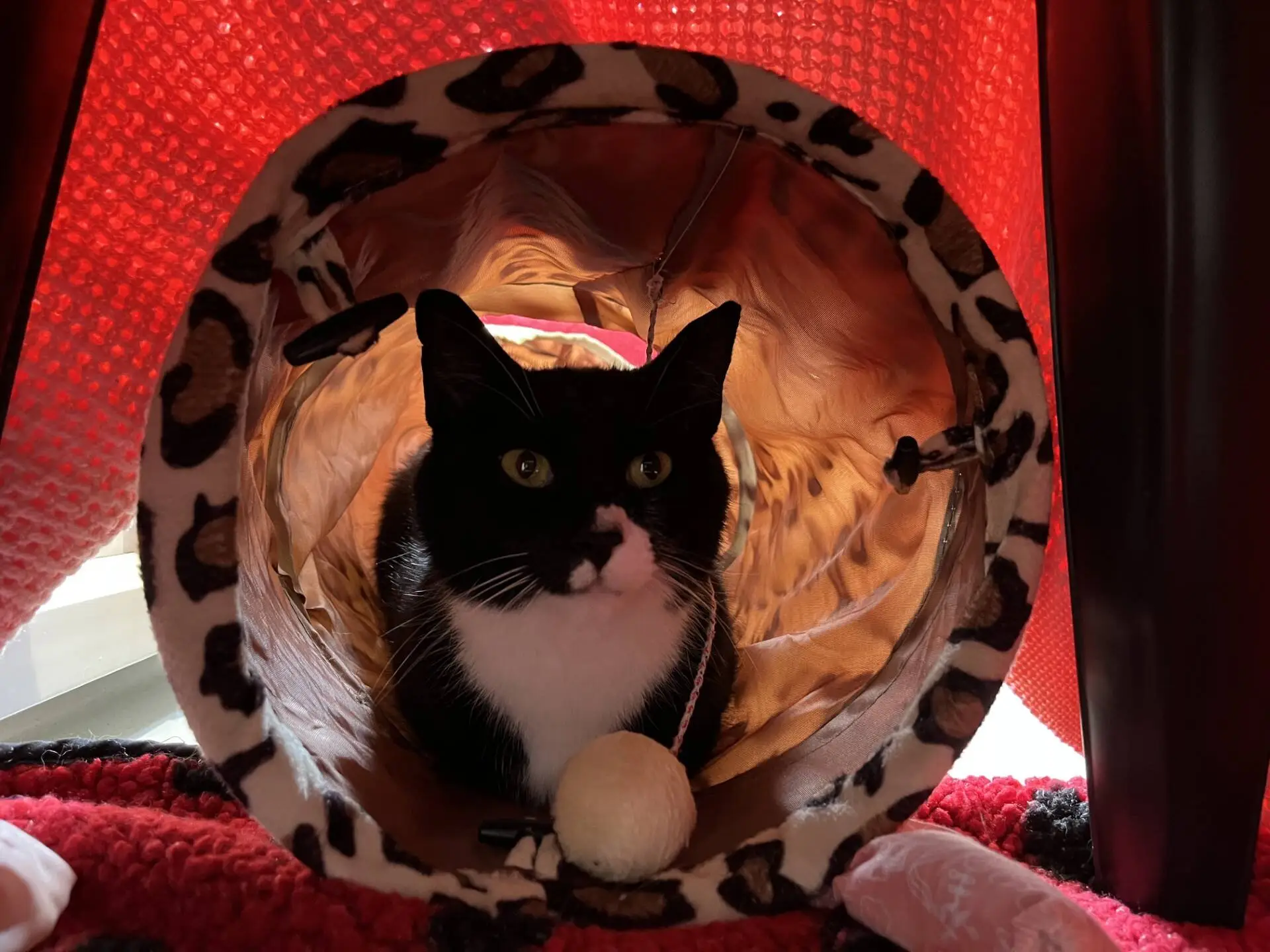 A black and white cat sits inside a leopard-print tunnel with a white ball toy, under a red blanket, looking out with wide eyes.