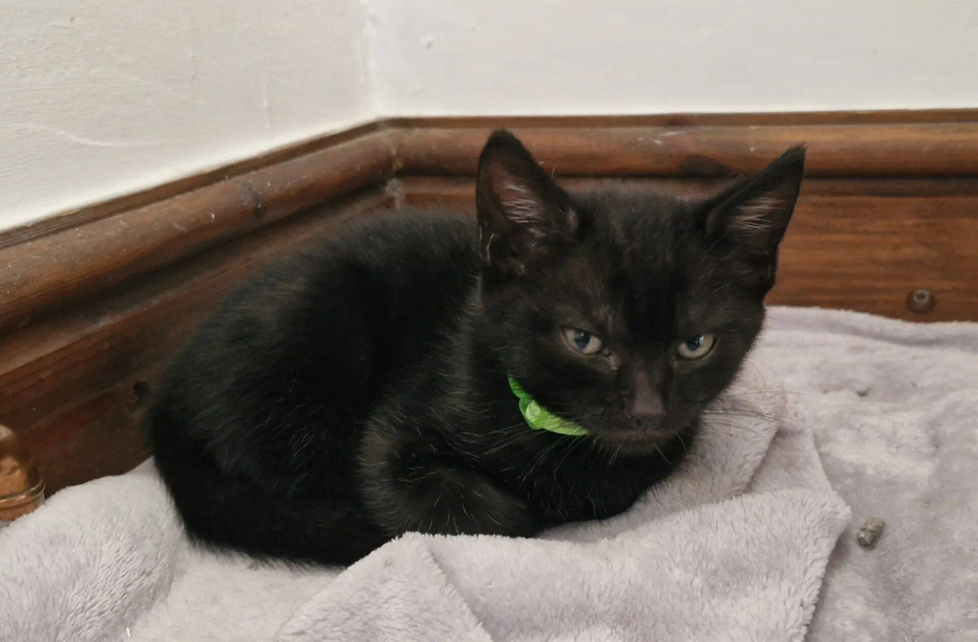 A small black kitten with a green collar is curled up on a soft grey blanket in the corner of a room with wooden trim, looking at the camera.