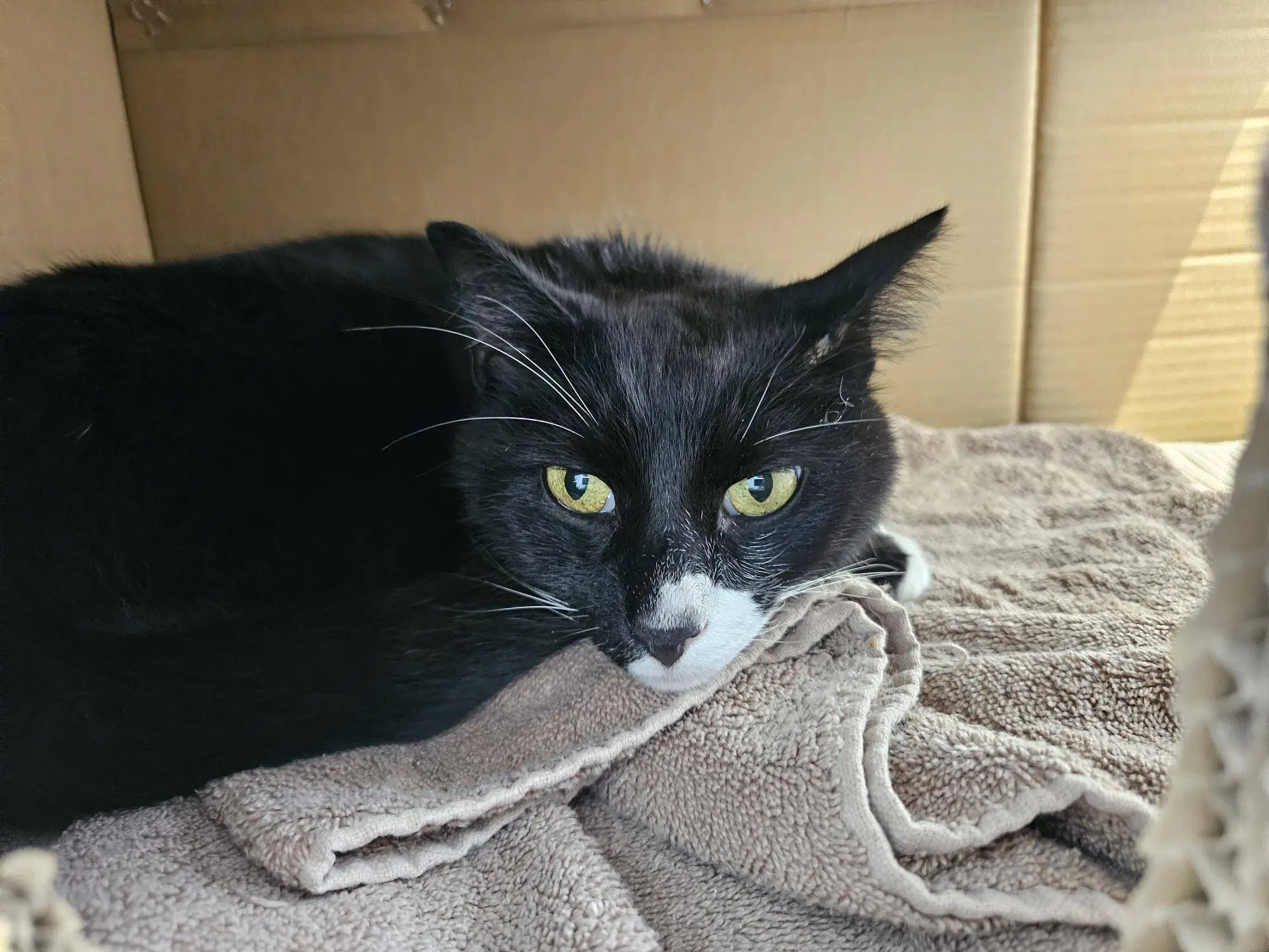 A black and white cat with yellow eyes rests on a beige towel inside a cardboard box, looking alert and slightly wary.