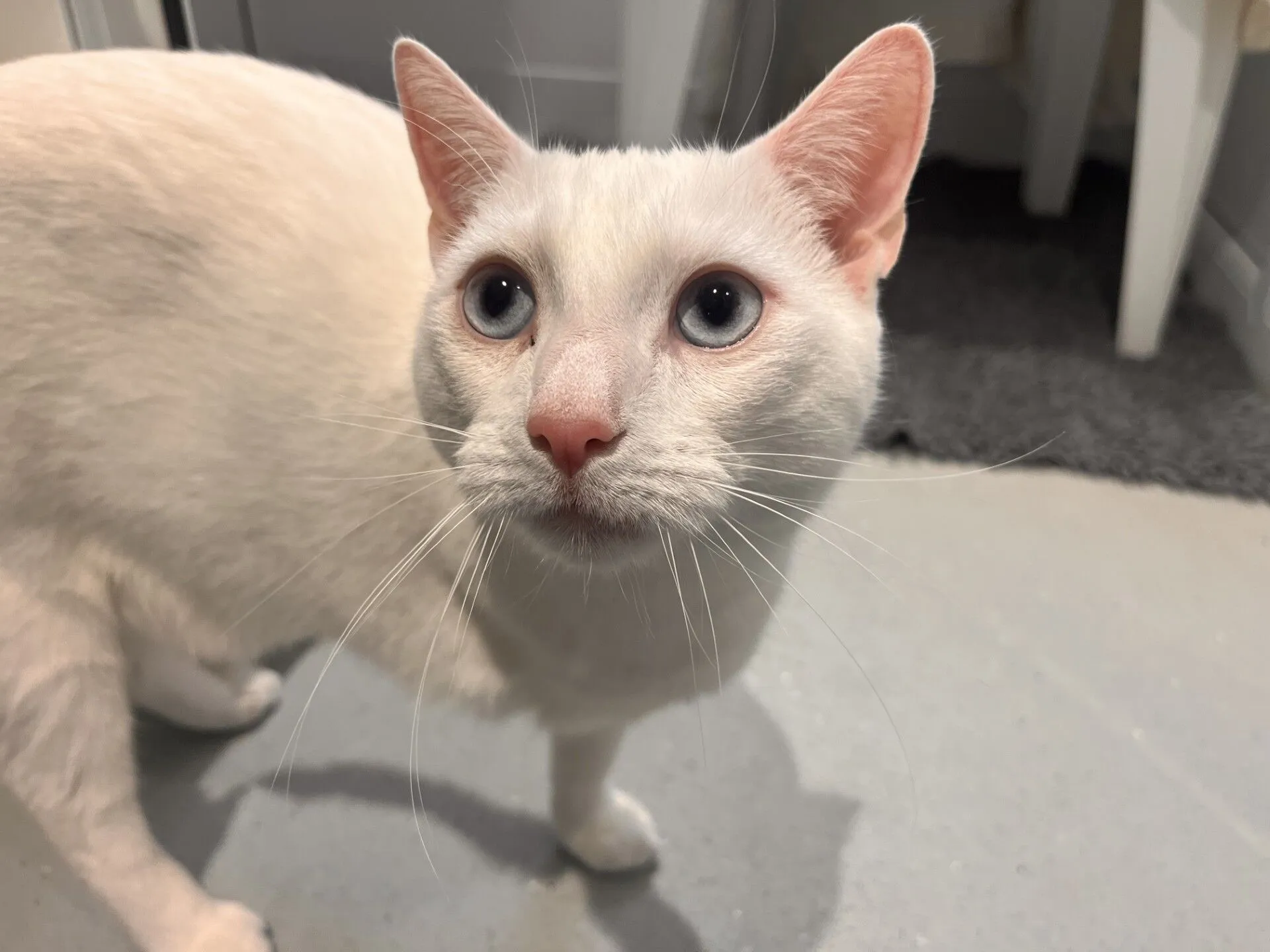 A white cat with striking blue eyes stands on a light-colored floor, looking up attentively. Its ears are pointed and its pink nose is prominent. The background includes part of a rug and some furniture.
