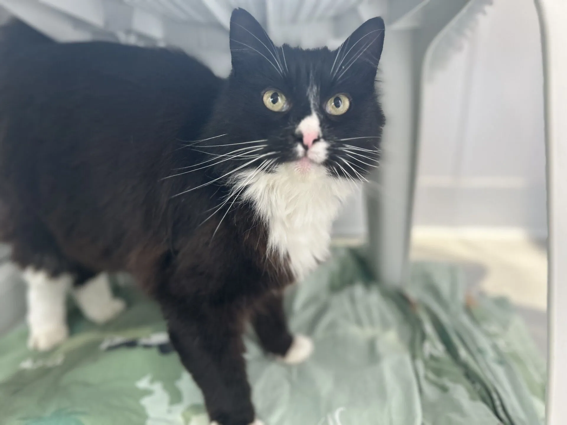 A black and white long-haired cat with bright yellow eyes stands on a green blanket under a white plastic chair, looking directly at the camera.