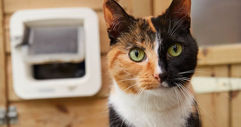 A black and ginger tabby cat