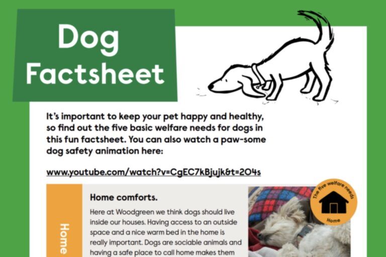 Dog factsheet