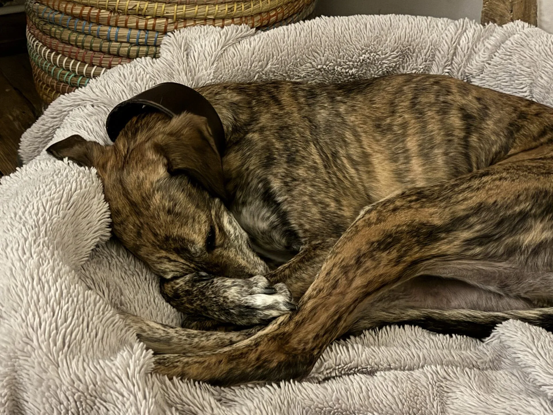 Bodie, a 5 years old male Lurcher available for adoption from Woodgreen in Godmanchester, Cambridgeshire