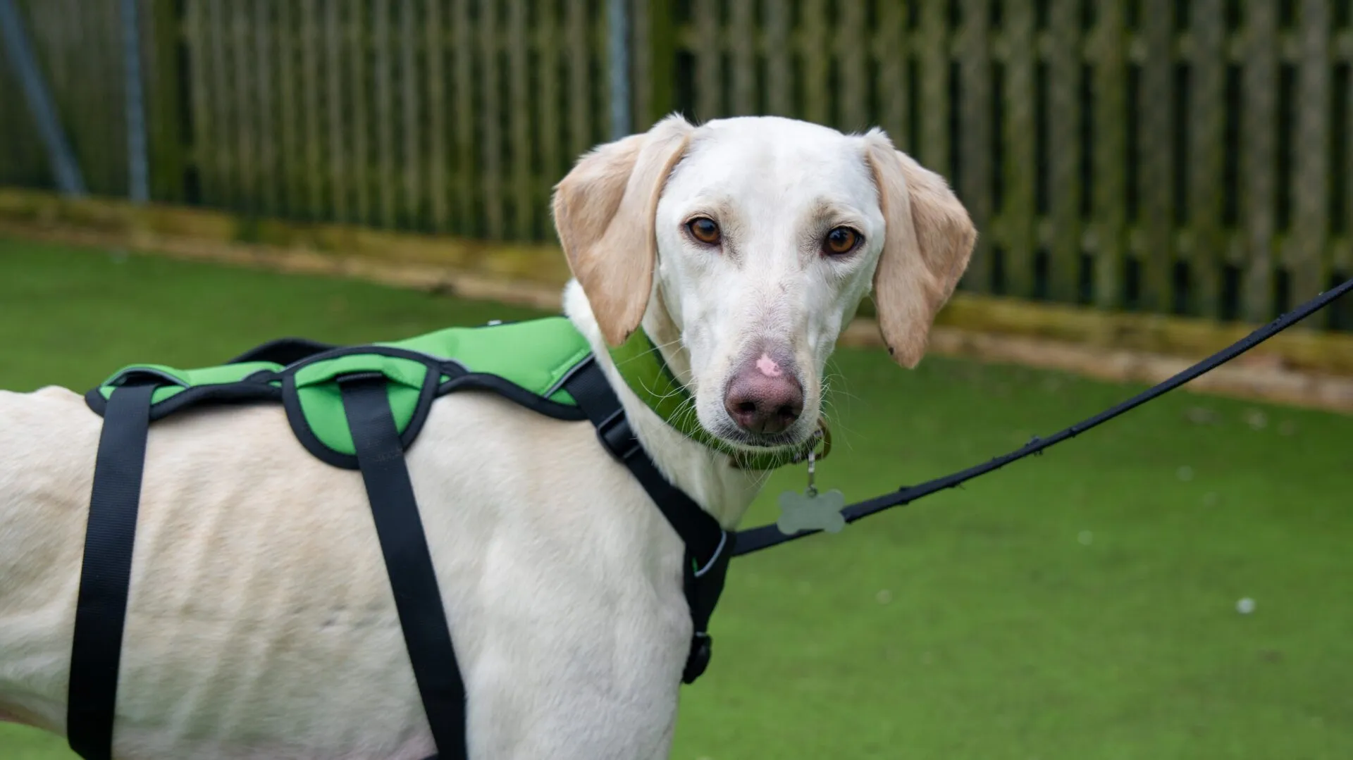 Cruise, a 3 years old male Lurcher available for adoption from Woodgreen in Godmanchester, Cambridgeshire