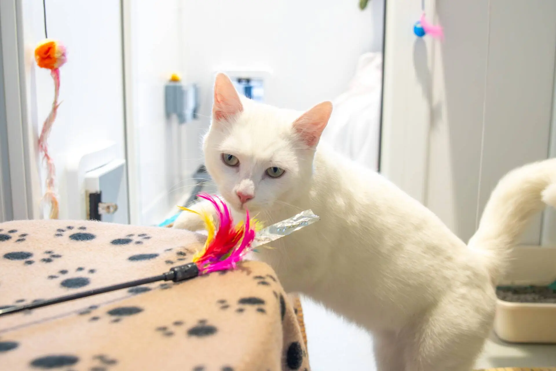 A white cat sniffs a feather toy on a table covered with a paw print blanket. The background shows a litter tray and part of a cosy room.