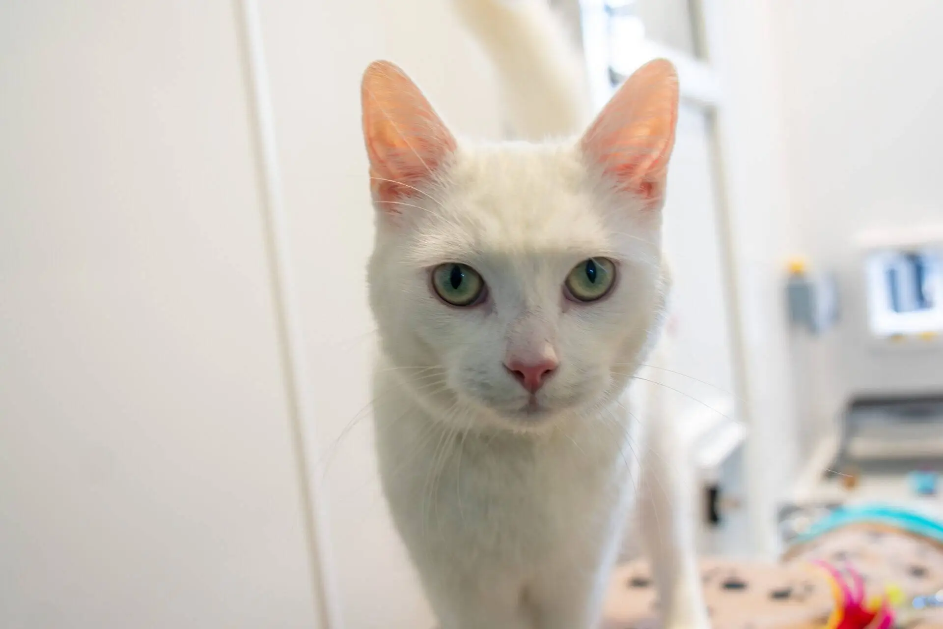 A close-up of a white cat with green eyes, standing indoors and looking directly at the camera. The background is softly blurred, showing some furniture and colourful objects.