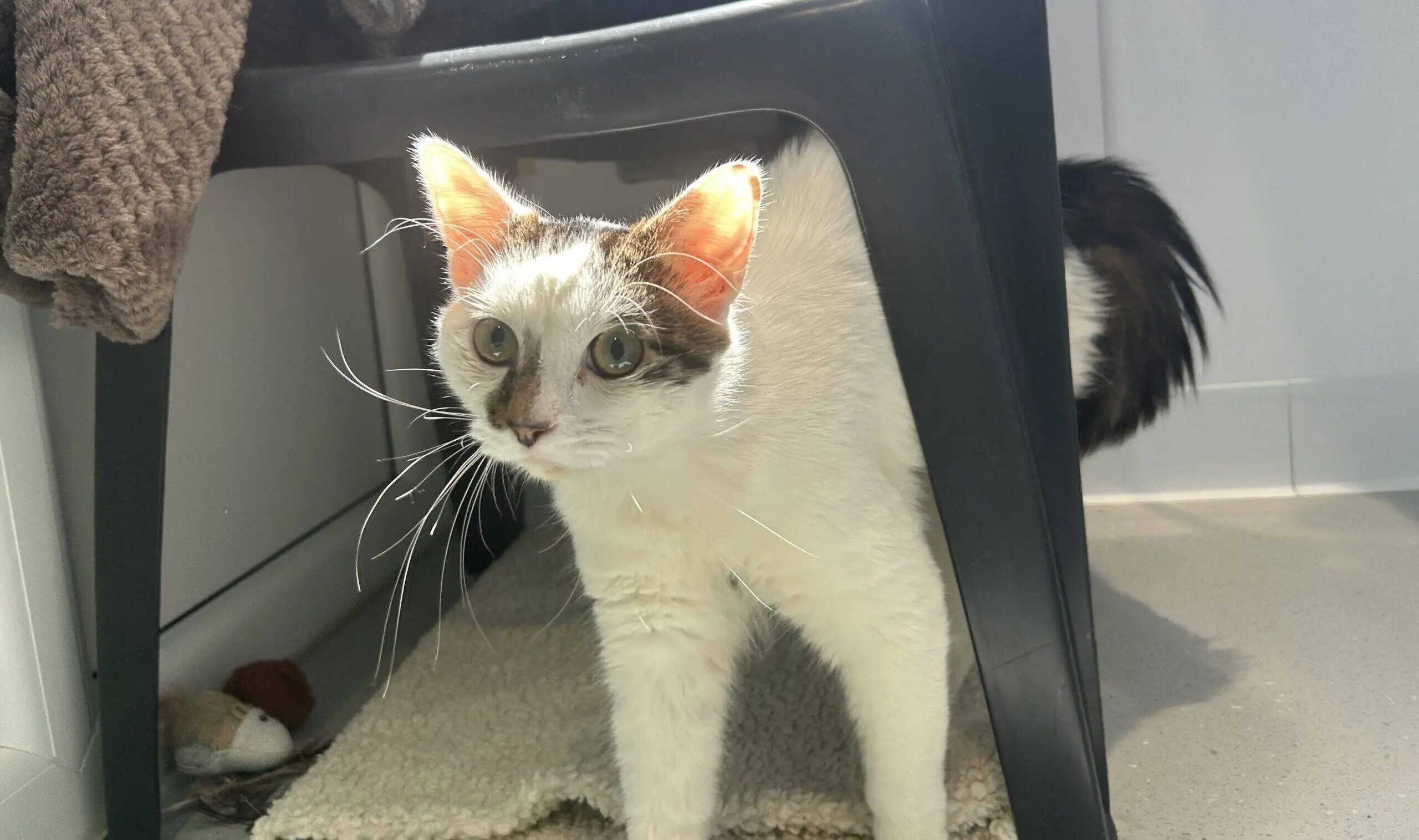 A white cat with dark patches stands under a black plastic chair, sunlight shining on its face and ears. A brown blanket is on top of the chair, and a toy mouse lies on the floor nearby.