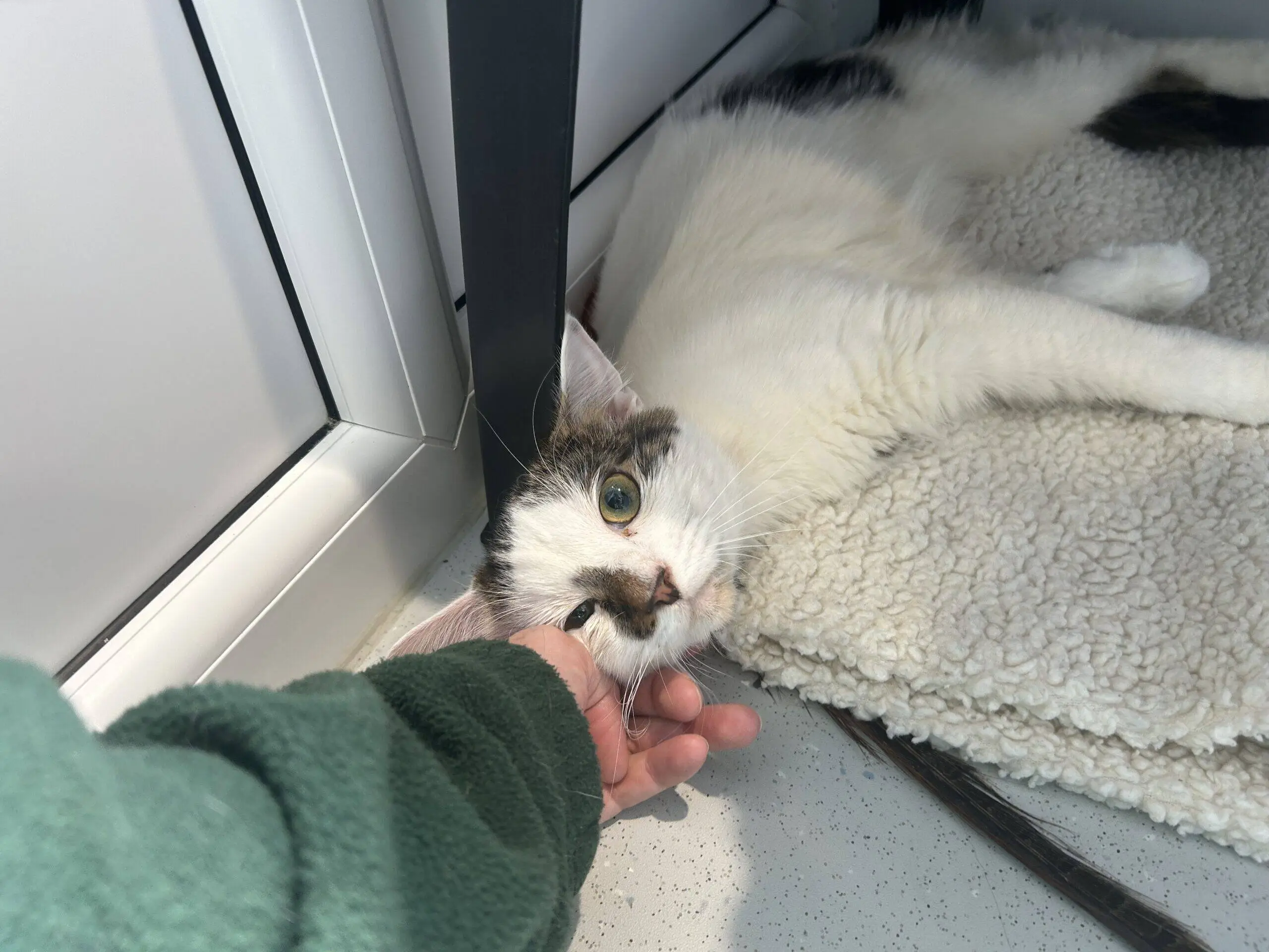 A white and grey cat lies on a soft mat by a window, resting its head on a person's hand and looking up with relaxed, content eyes. The person is wearing a green jumper.