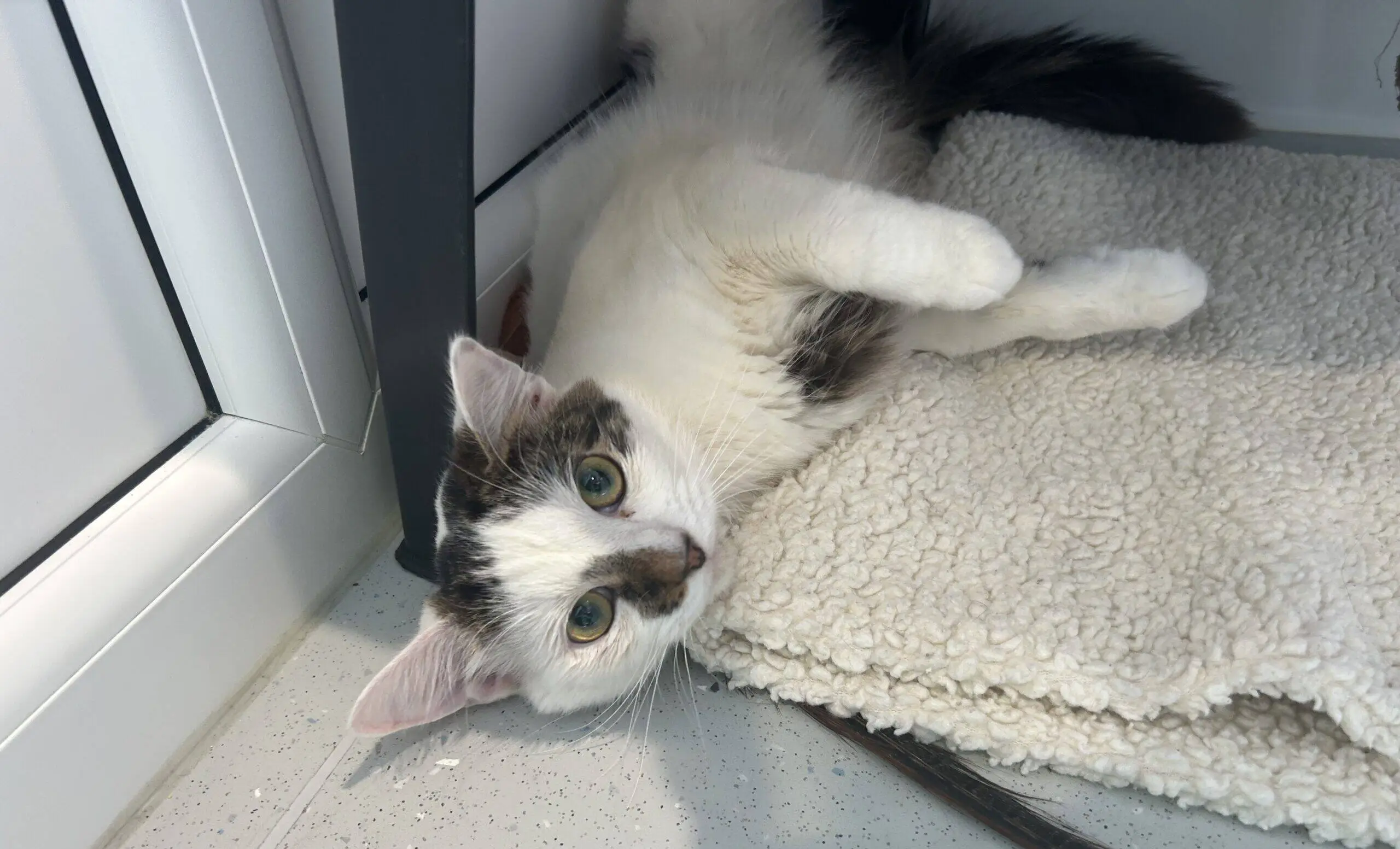 A white and black cat lies on its side on a textured beige mat, next to a grey table leg and a glass door. The cat looks up with wide green eyes, appearing relaxed and curious.