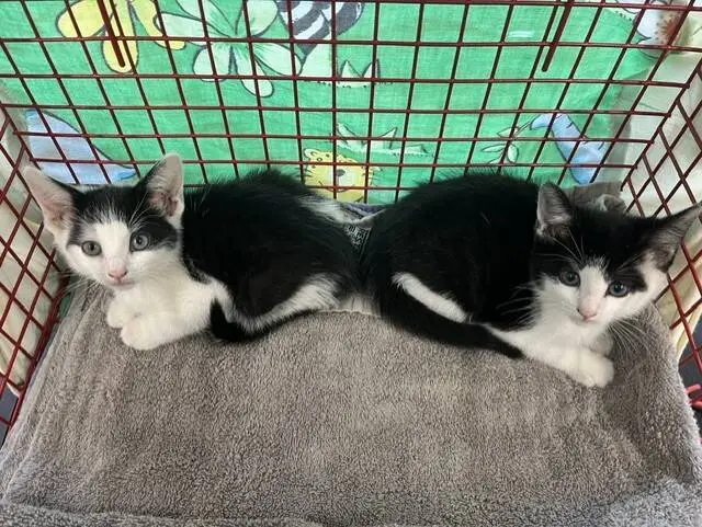 Two black and white kittens sit side by side in a red wire basket lined with a grey towel, with a colourful butterfly-patterned cloth in the background.