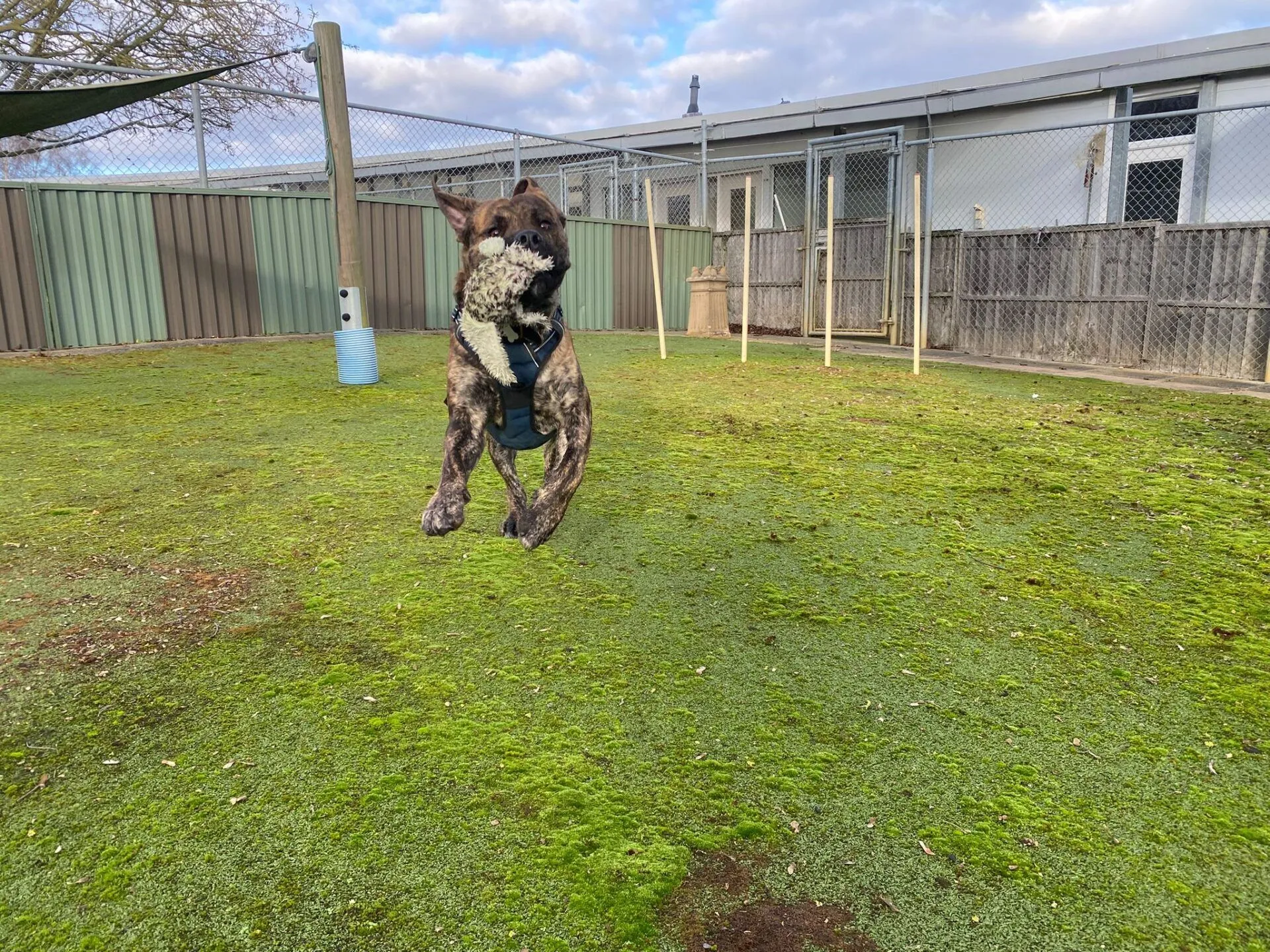 A brindle dog wearing a harness jumps mid-air while holding a tennis ball in its mouth on a green, grassy field near a fenced area and building.