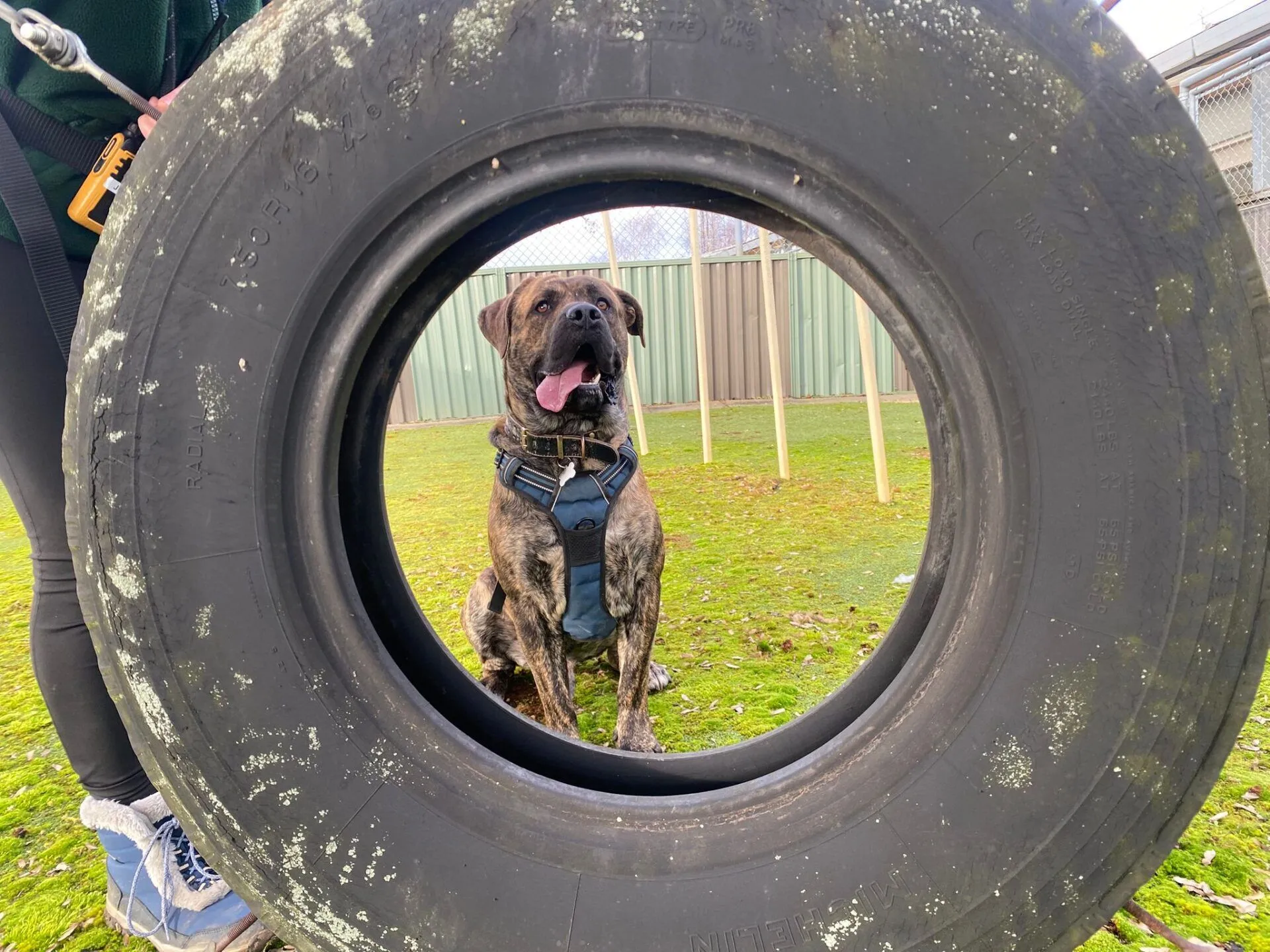 A brown, brindle dog wearing a harness sits on grass, framed perfectly in the center of a large, upright tire. A persons legs and hand holding a leash are visible on the left side of the image.