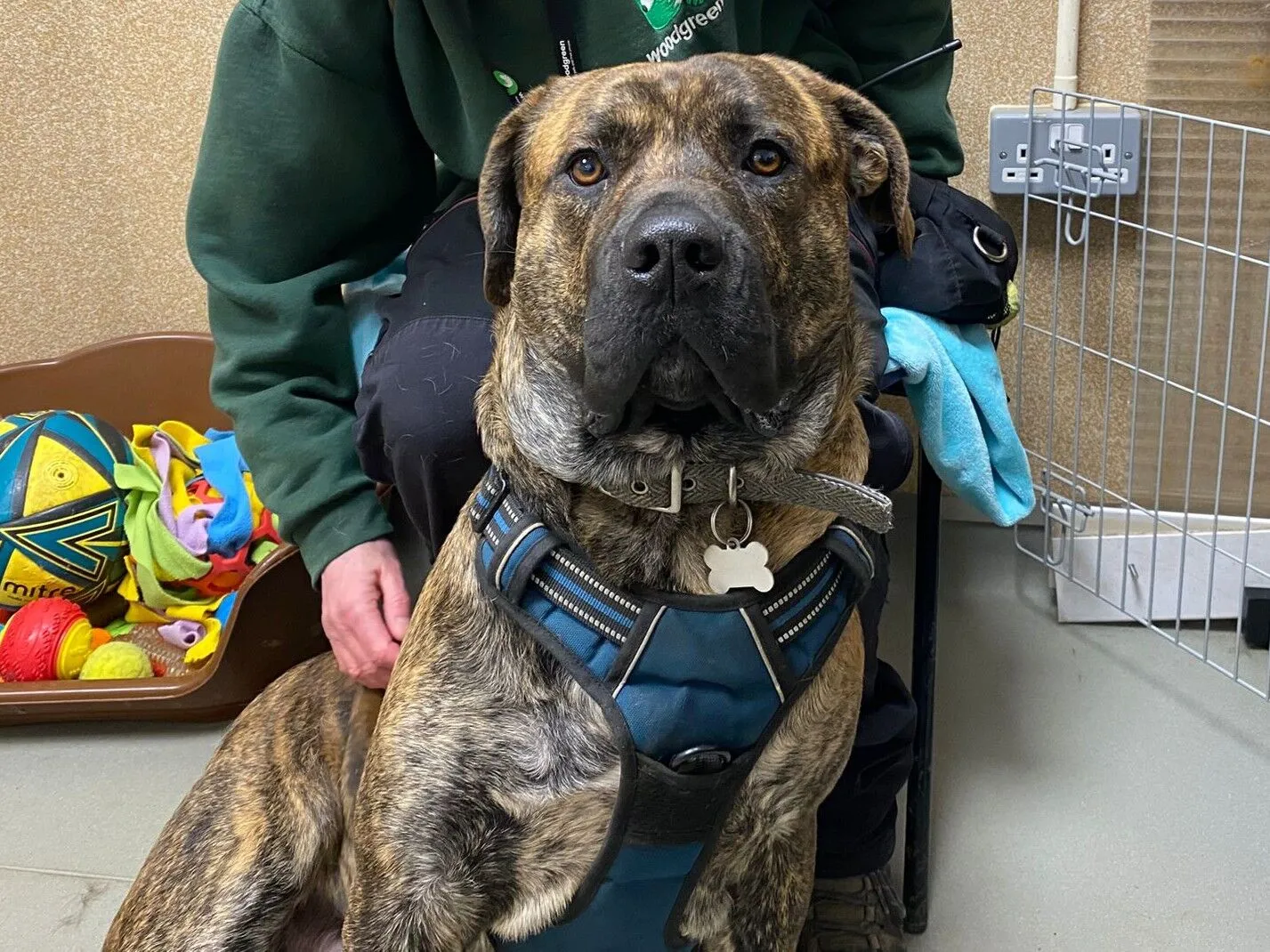 A large brindle presa canario cross wearing a blue harness sits on the floor in front of a person. Colourful toys are in a brown bed nearby, and a metal gate is visible in the background. The dog’s attention is focused forward.