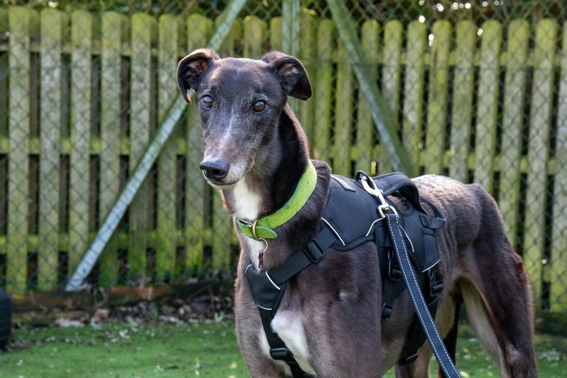 A black and brown greyhound wearing a green collar and black harness stands outside on grass, with a wooden fence and greenery in the background.