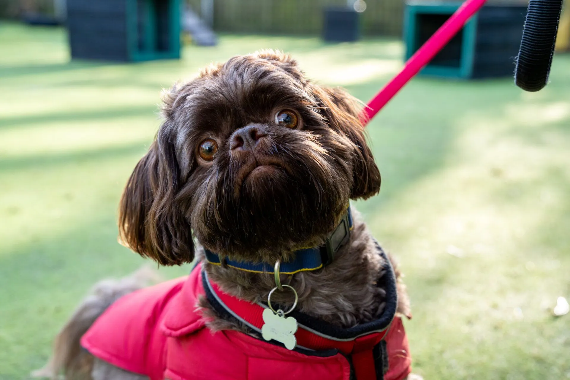 A small brown shih tzu wearing a red jacket and blue collar with a bone-shaped tag looks up while on a pink lead in a sunlit outdoor area.