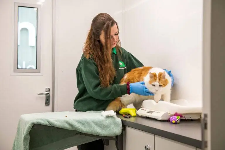 A woman in a green jumper and blue gloves examines an orange and white cat on a counter in a veterinary surgery. The cat sits on a set of scales, surrounded by animal care tools and toys.