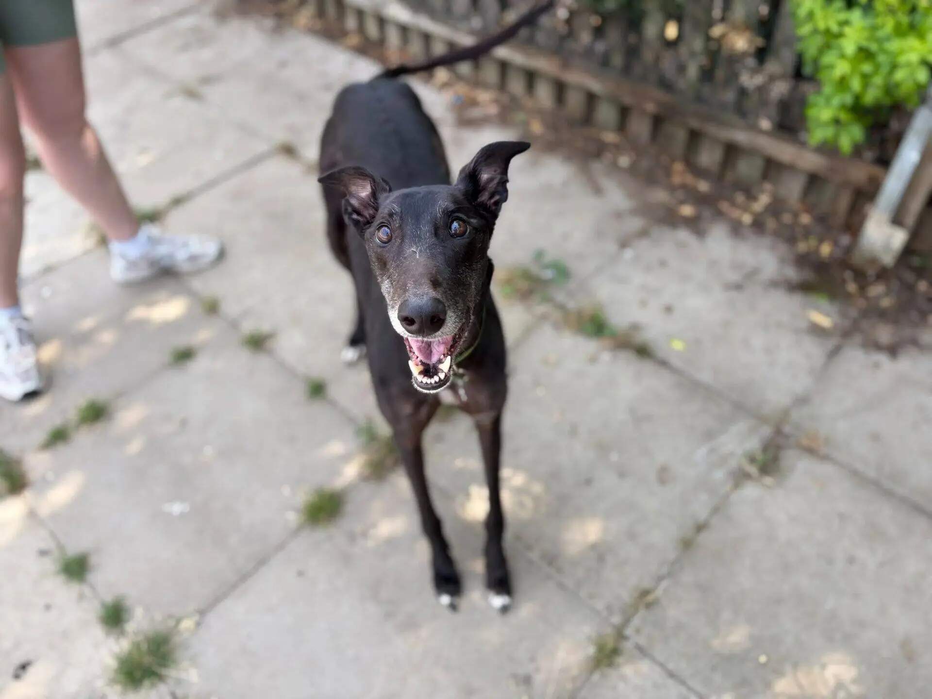 A happy black Greyhound with a collar stands on a paved path, looking up with ears pricked. Ben’s legs are visible to the left, and there is a fence and greenery in the background.