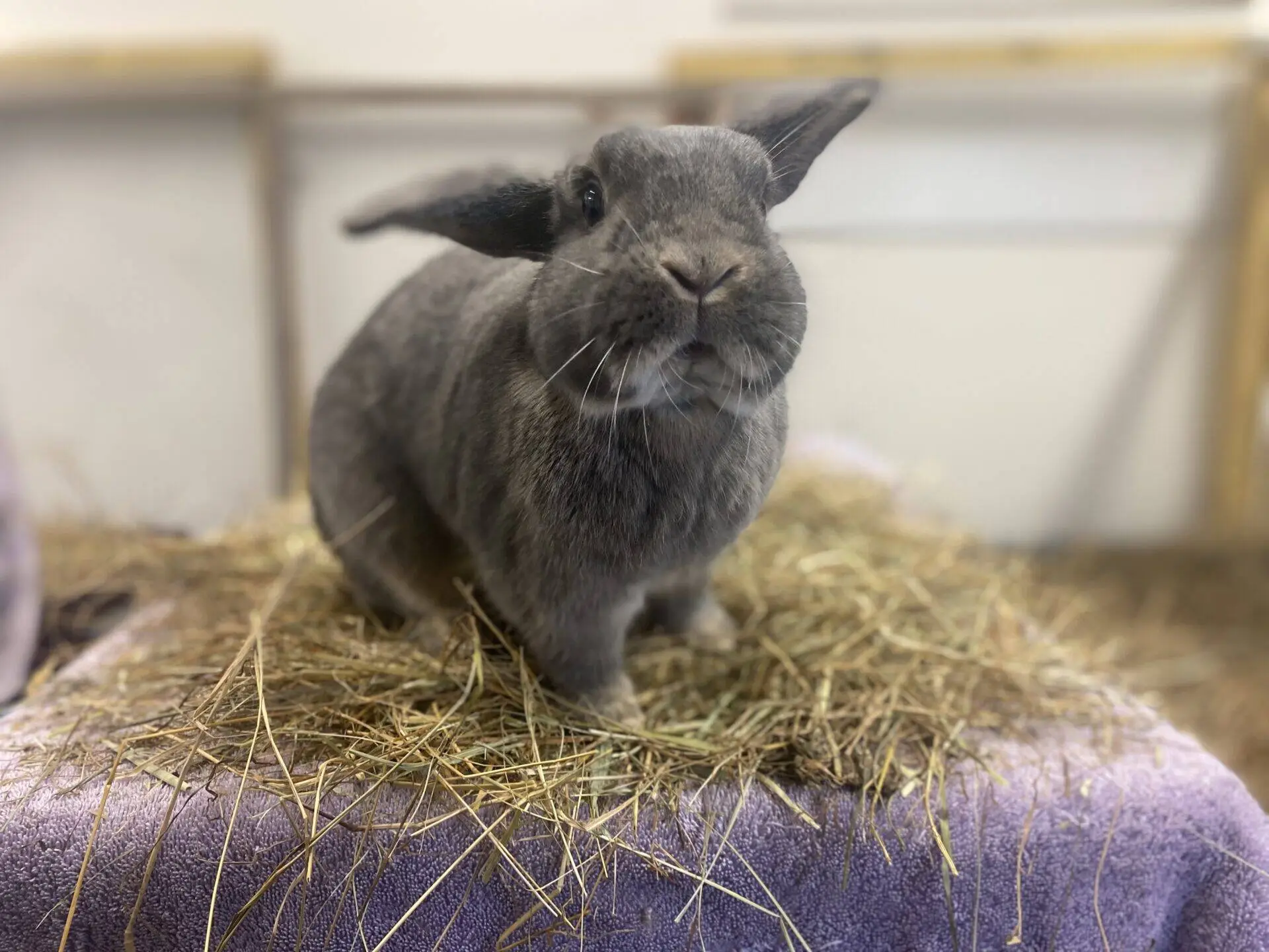 A grey rabbit sits on a pile of hay placed on a purple towel, indoors, looking towards the camera with one ear flopped down.
