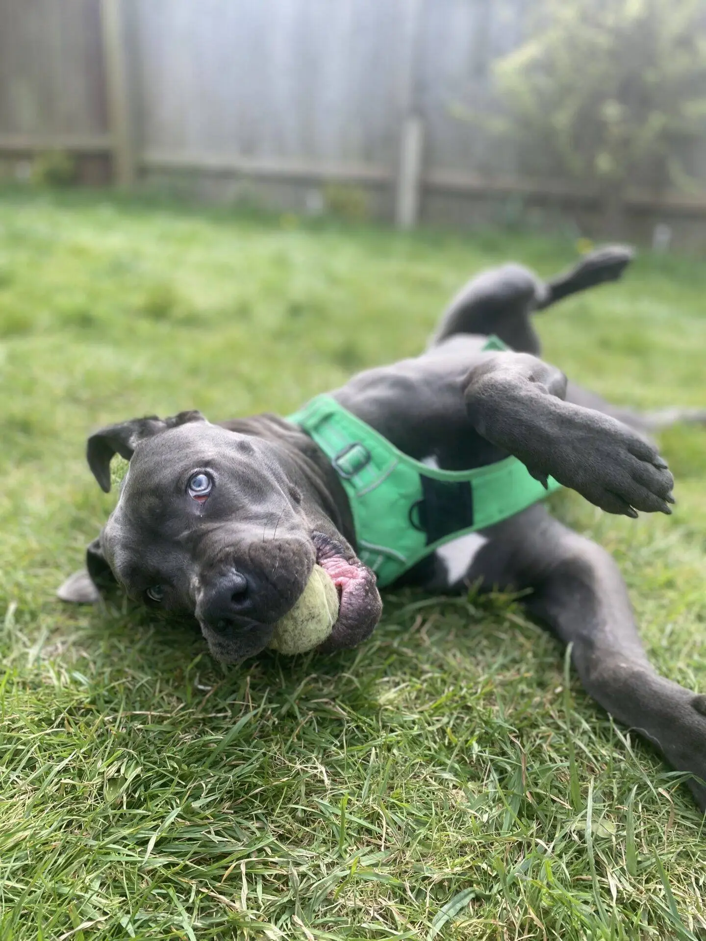 A playful grey dog wearing a green harness lies on its back in the grass, holding a tennis ball in its mouth with one paw raised in the air.