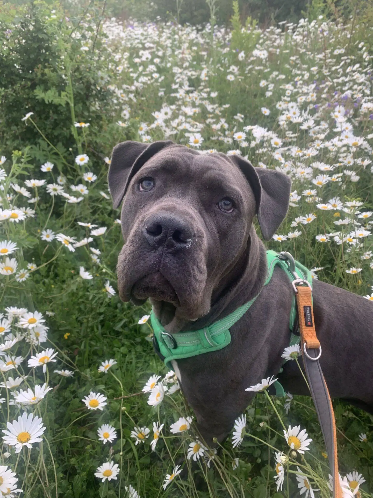 A grey dog wearing a green harness stands among blooming white daisies in a lush, grassy field, looking attentively at the camera.