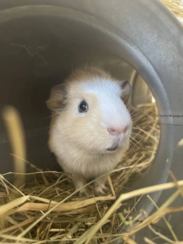A cream and white guinea pig sits inside a tunnel surrounded by hay, looking towards the camera with curious eyes.