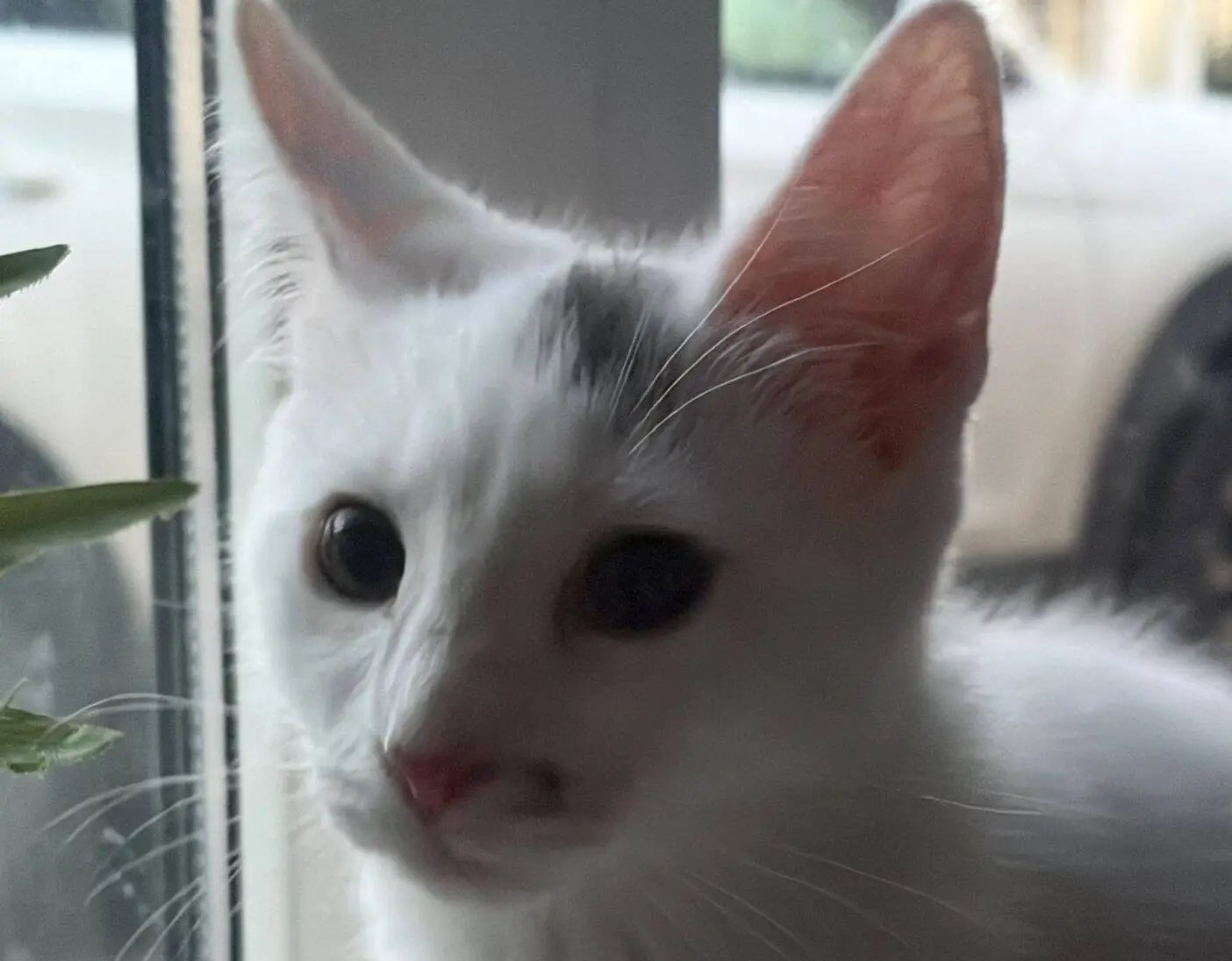A white cat with a dark spot on its head sits by a window, looking outside. The background shows a blurred view of a white car and some greenery next to the window.