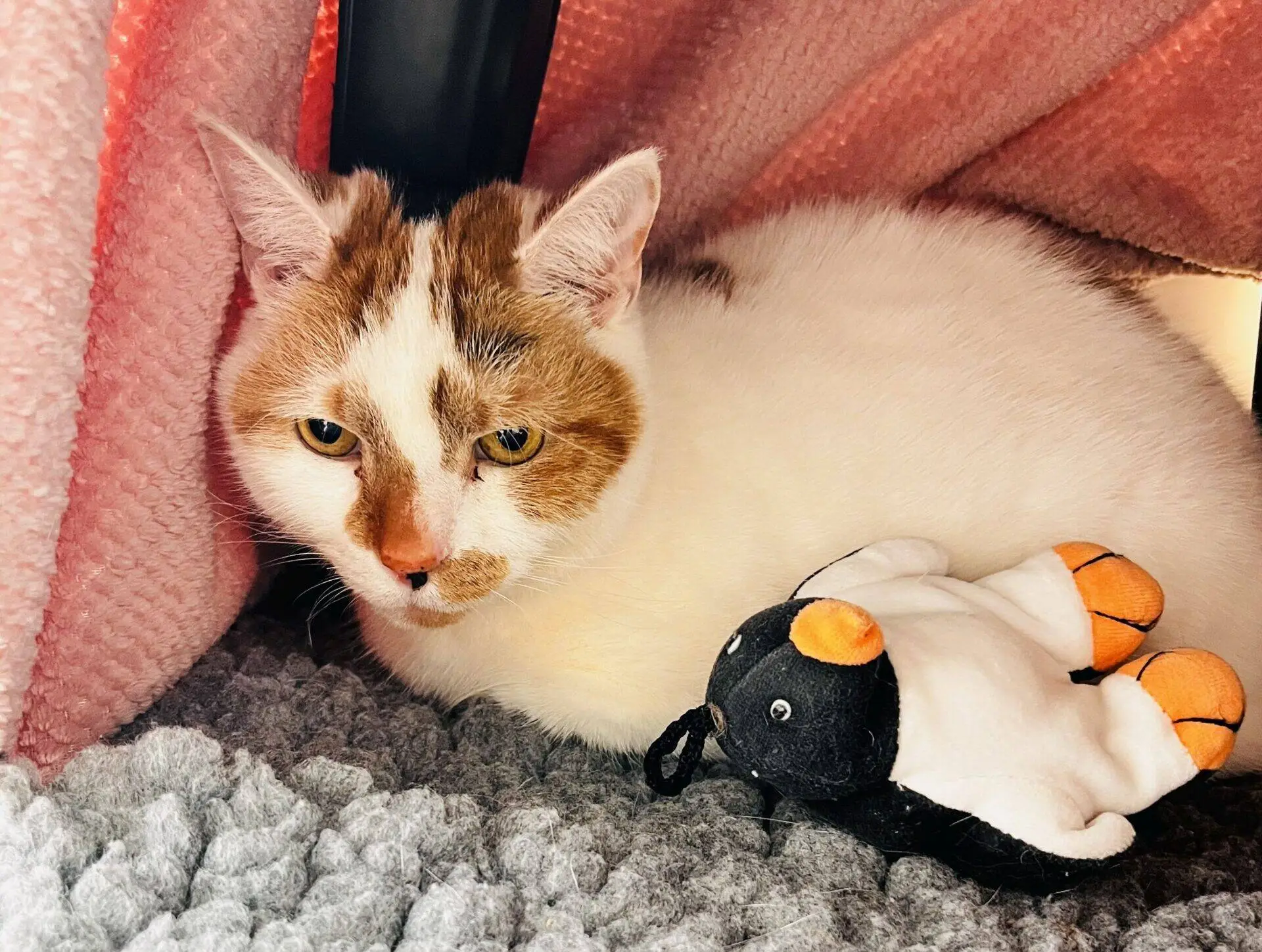 A white cat with orange patches lies on a soft grey carpet under a pink blanket, next to a small stuffed penguin toy.