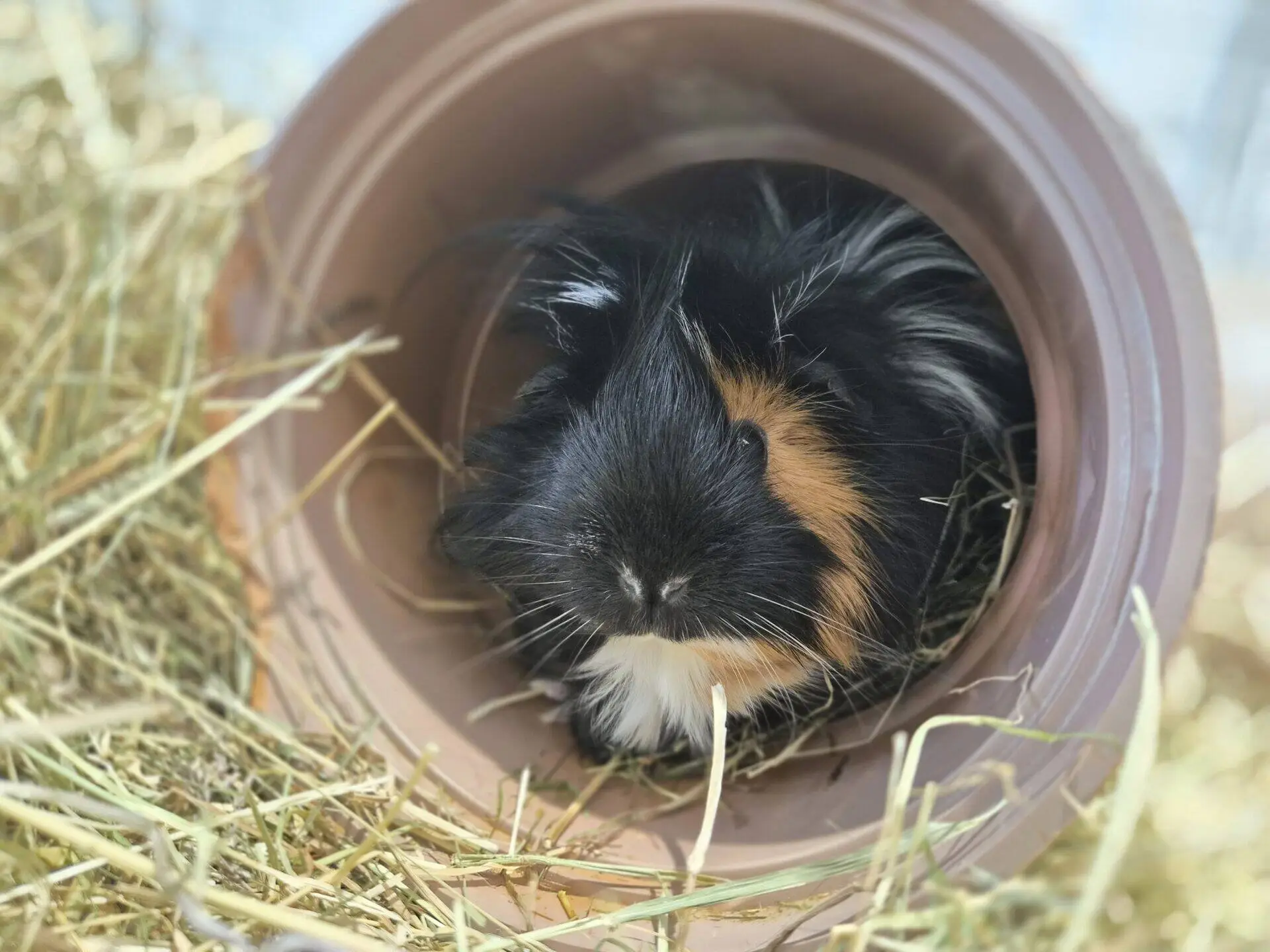 A black, brown, and white guinea pig sits inside a plastic tunnel surrounded by hay, looking outward with its nose poking slightly out.