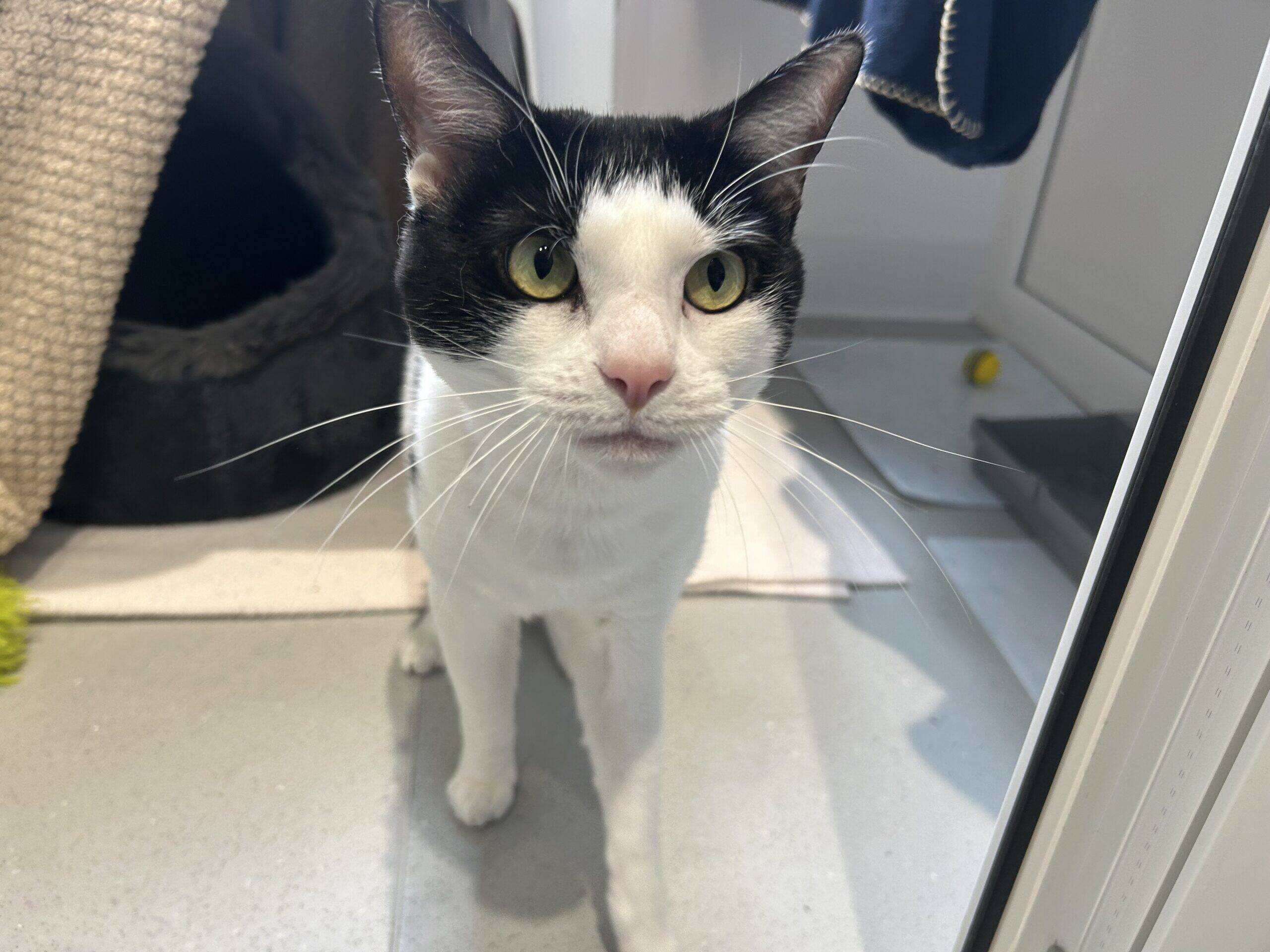 A black and white cat with green eyes stands on a tiled floor indoors, looking up towards the camera. There is a cat bed, a scratching post, and a yellow toy in the background.