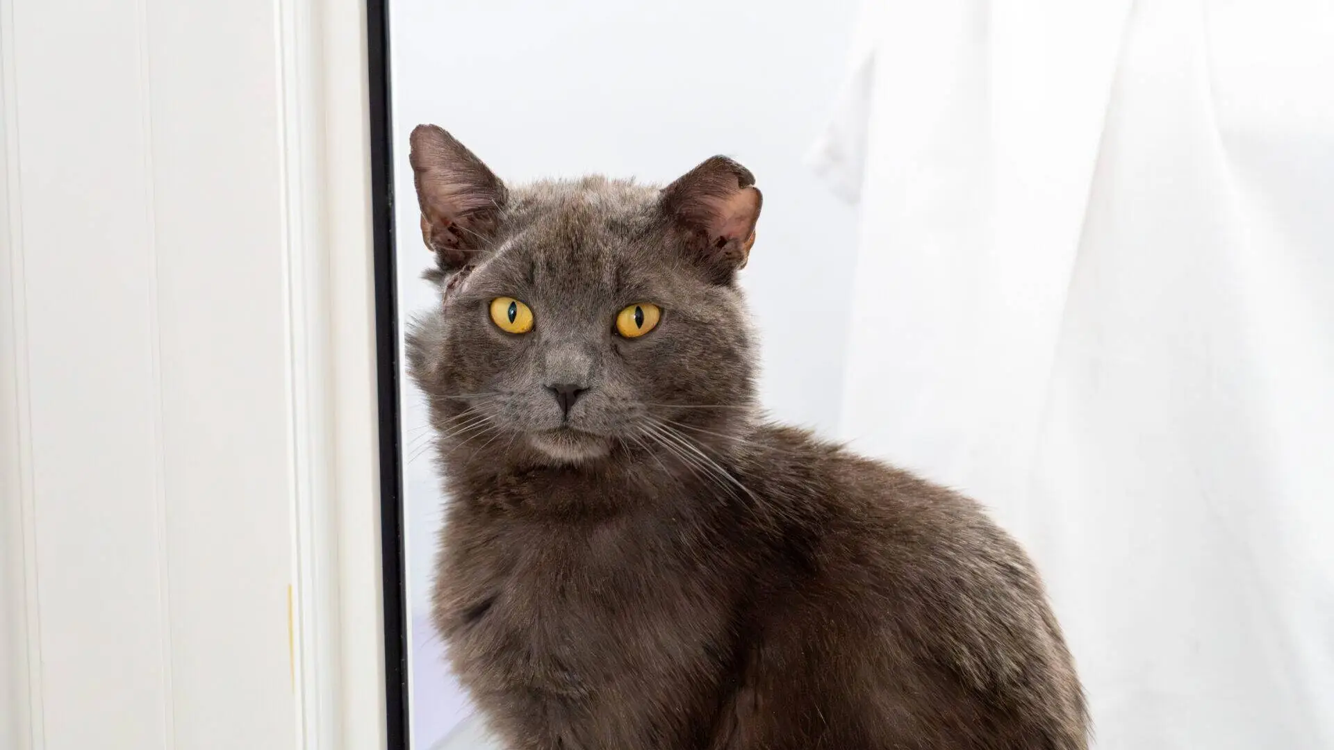 A grey cat with bright yellow eyes sits indoors near a white wall and a door, looking directly at the camera. The background is simple, with a white curtain or fabric visible.
