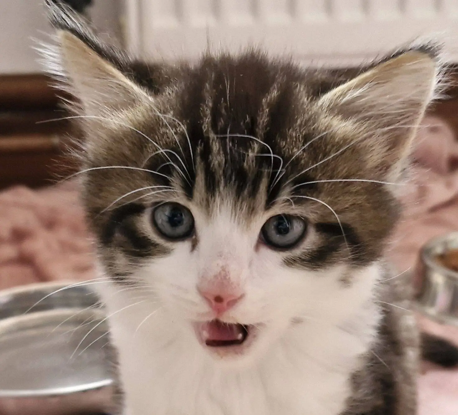 A close-up of a fluffy kitten with blue eyes and a mix of brown, black, and white fur, looking up with its mouth slightly open as if miaowing.