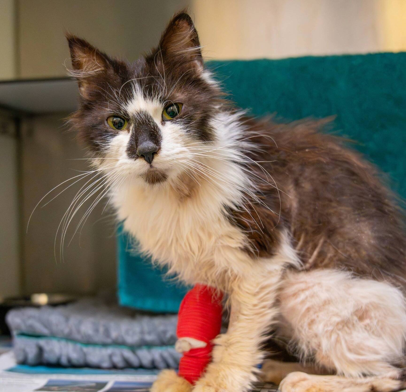 A thin black and white cat with a scruffy coat and green eyes sits on a blanket. The cat, cared for by Woodgreen pets charity, has a red bandage on its front leg and looks directly at the camera.