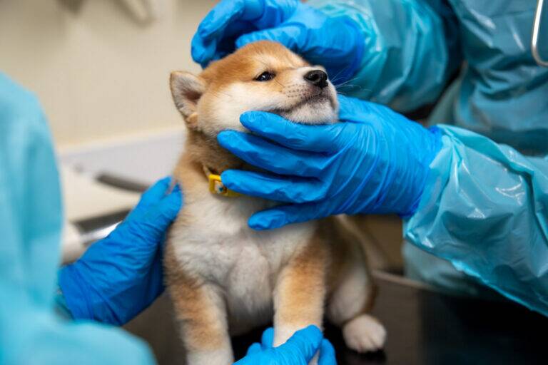 A small brown and white puppy is examined by people wearing blue gloves and protective gowns at a veterinary surgery. The puppy looks calm as its head and body are gently held.