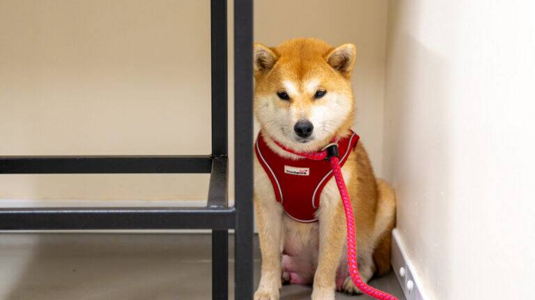 A Shiba Inu dog wearing a red harness and lead sits in the corner of a room next to a metal table, looking slightly nervous or uneasy.