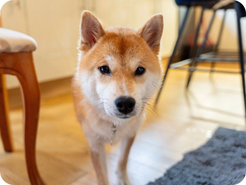 A Shiba Inu dog with tan and white fur stands indoors on a wooden floor, looking directly at the camera. There are chairs and a carpet visible in the background.