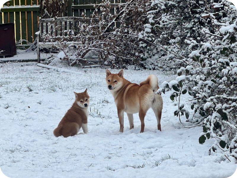 Two Shiba Inu dogs, one adult and one puppy, stand on snow-covered ground in a wintry garden with snow on the bushes and fence in the background.