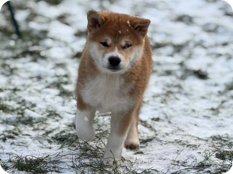 A fluffy Shiba Inu puppy walks on snow-covered grass, with patches of green visible. The puppy has a reddish-brown coat, white markings, and looks forward with a curious expression.